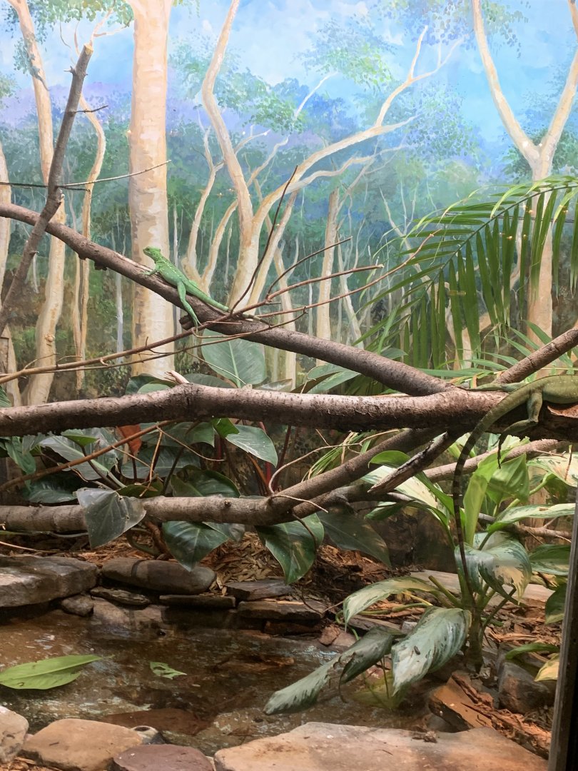 Dec. 2021- Plumed basilisks