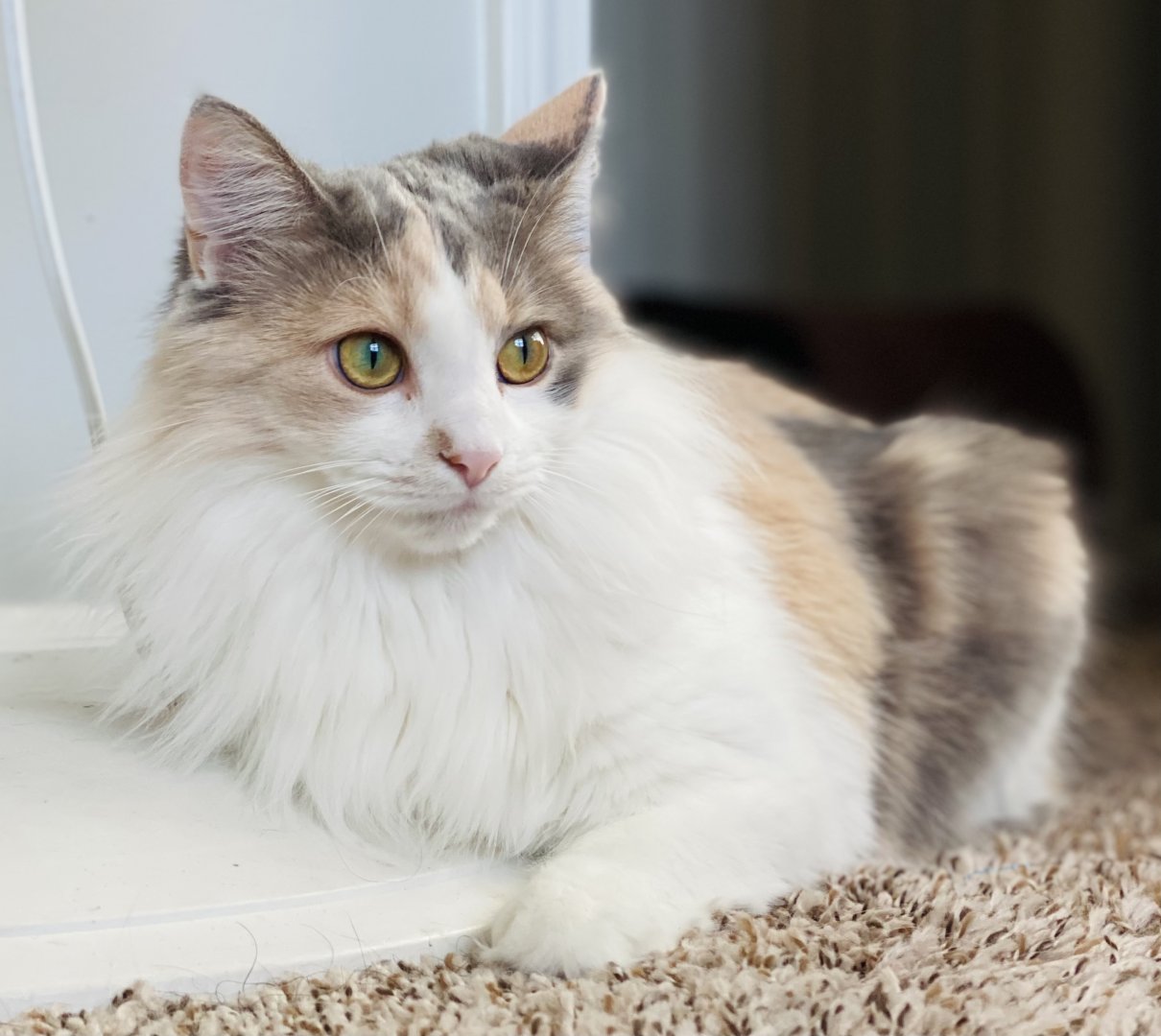 Dec. 2021 - Portrait of my Cat (Juniper)