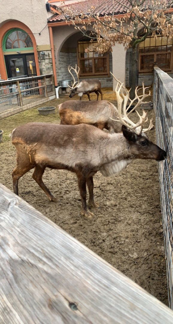 Dec. 2021- Reindeer