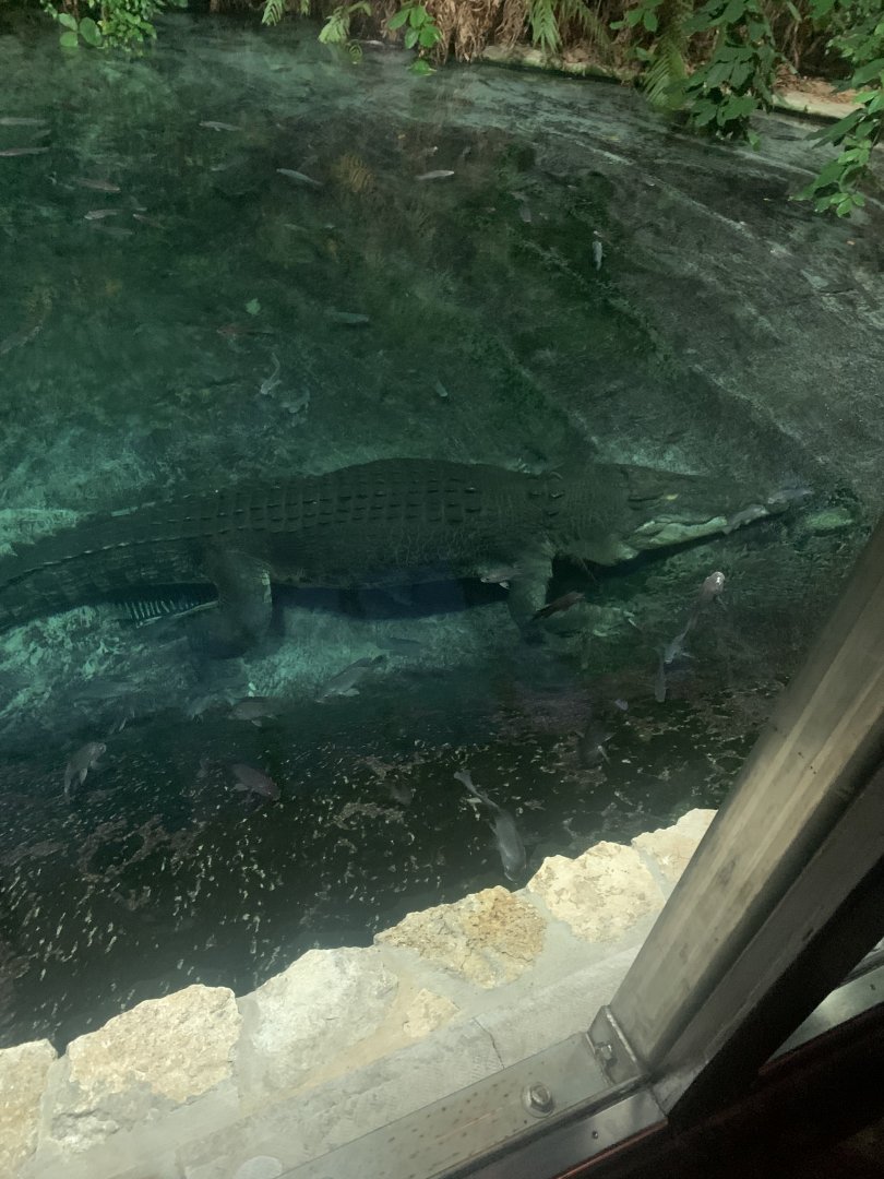 Dec. 2021- Saltwater crocodile