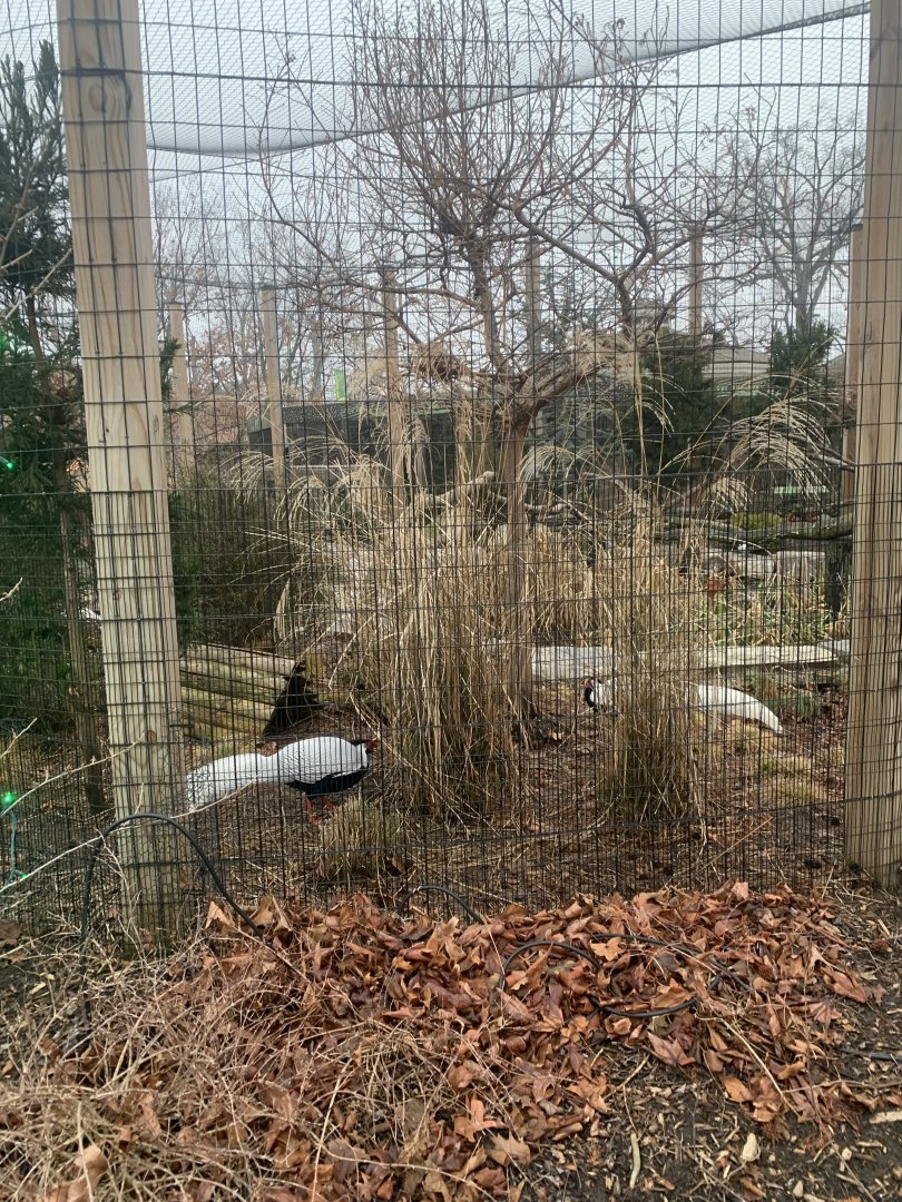 Dec. 2021- Silver pheasants