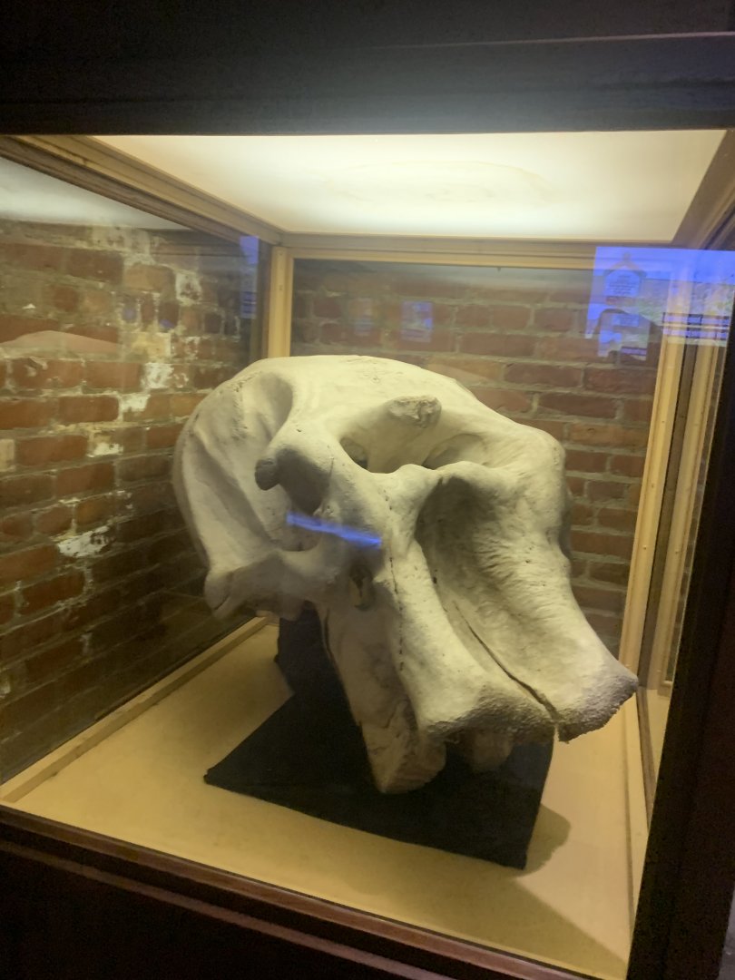 Dec. 2021- Skull of Babe, Toledo’s first elephant