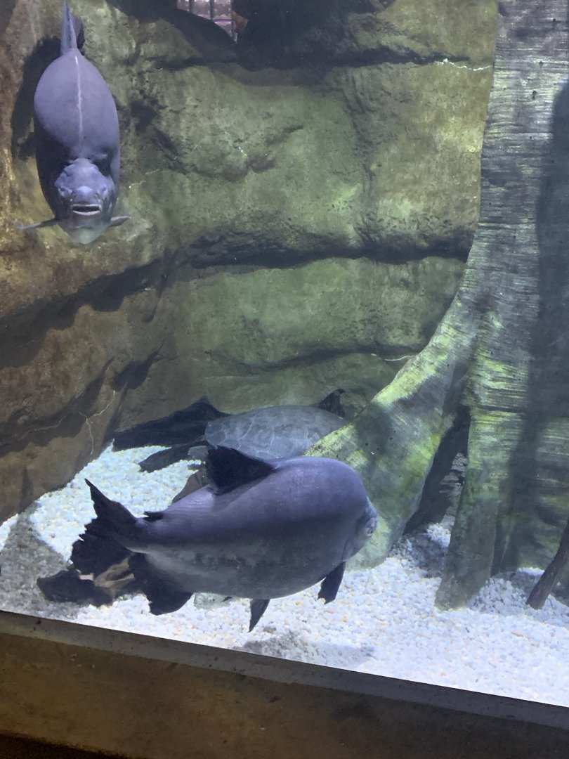 Dec. 2021- Tambaqui and Arrau turtle