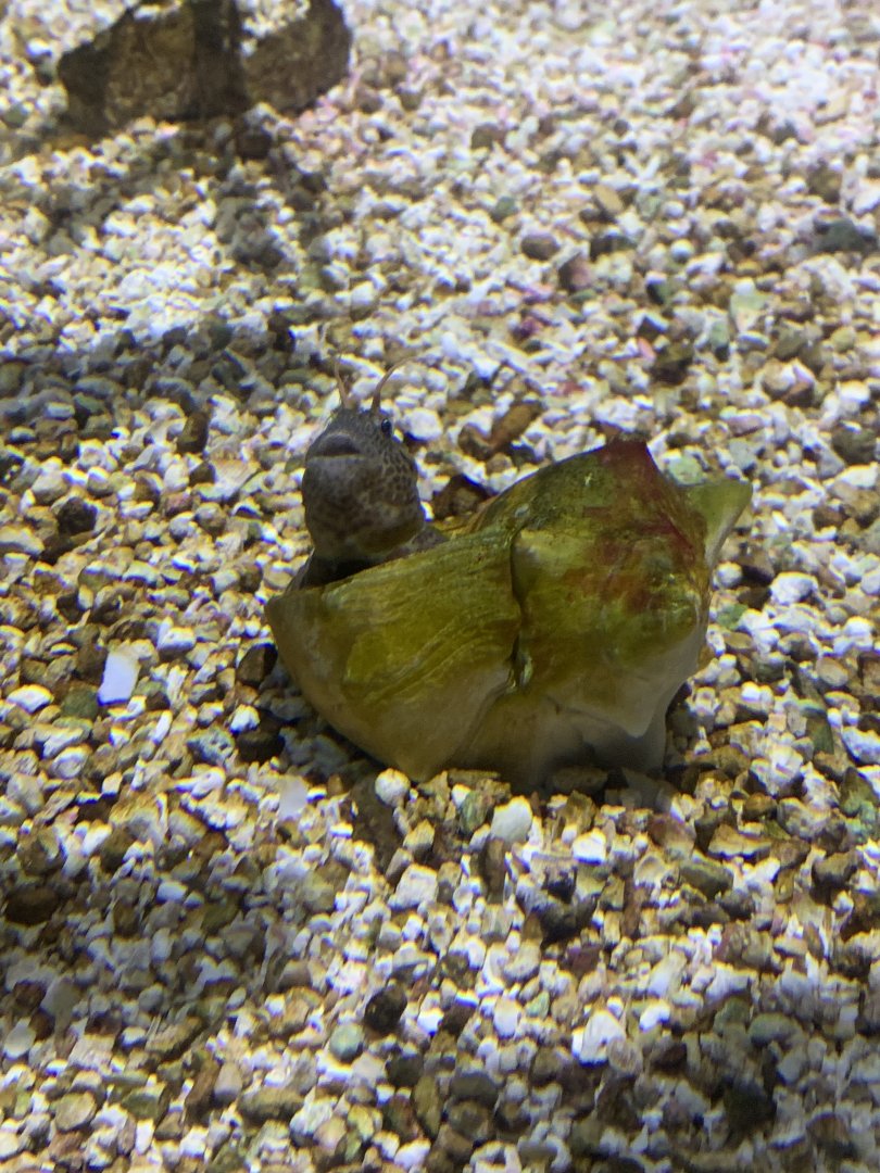 Dec. 2021- Tentacled blenny