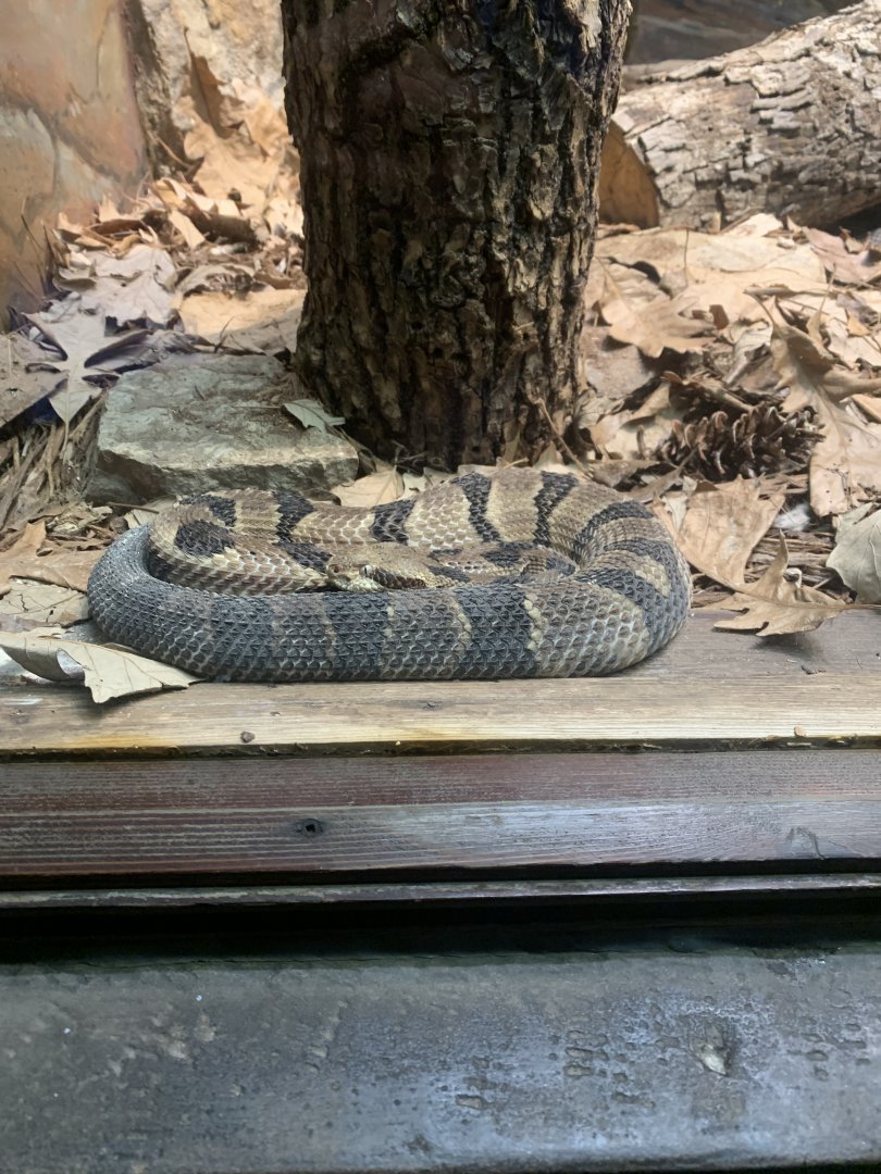 Dec. 2021- Timber rattlesnake