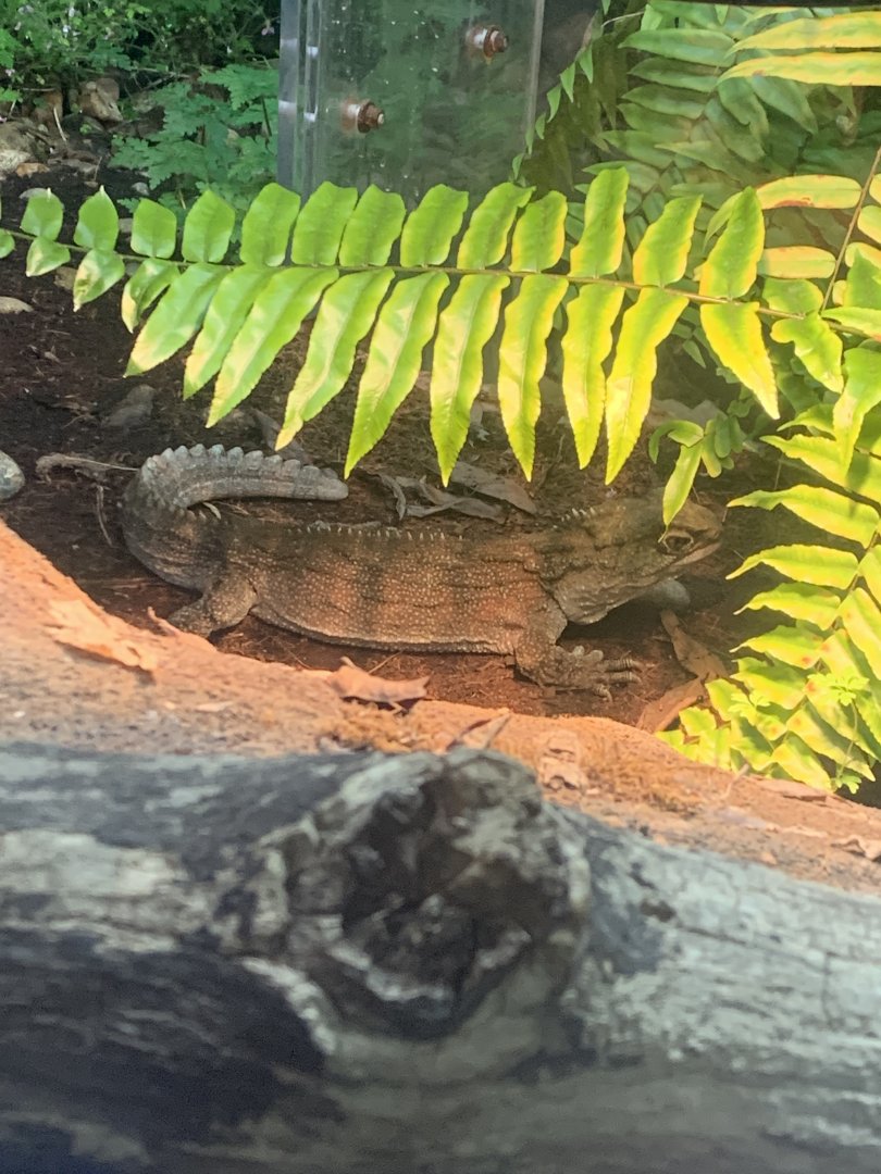 Dec. 2021- Tuatara