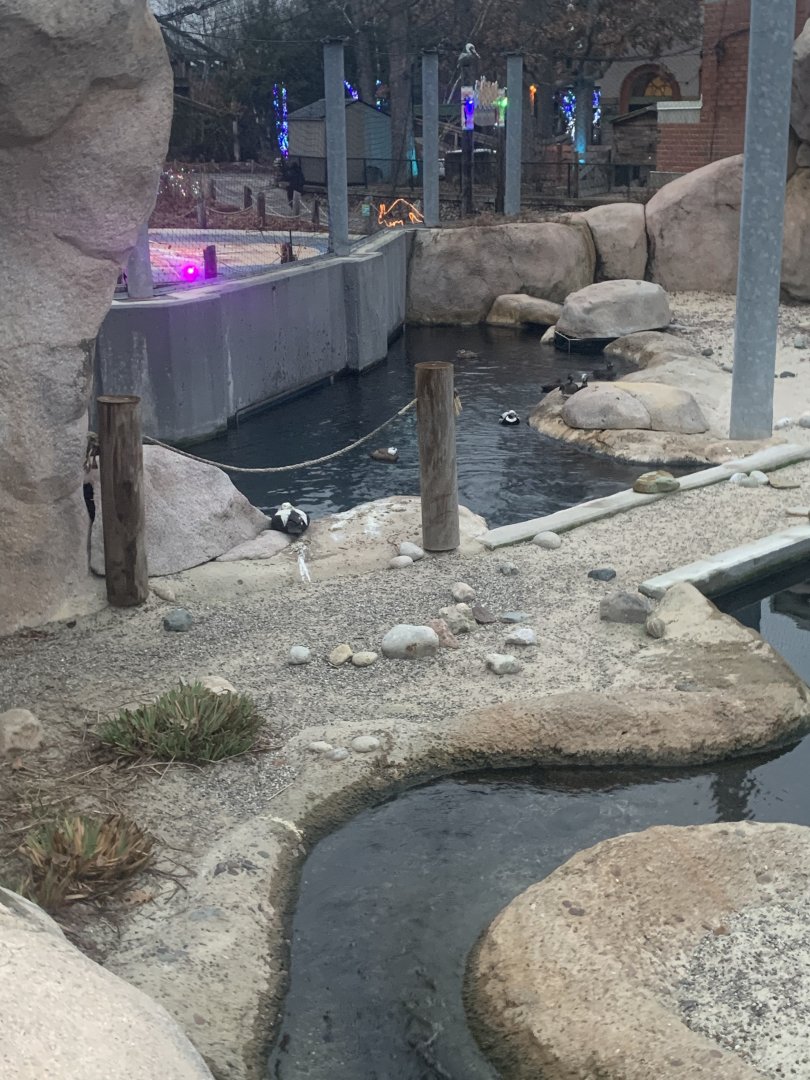 Dec. 2021- Various sea ducks