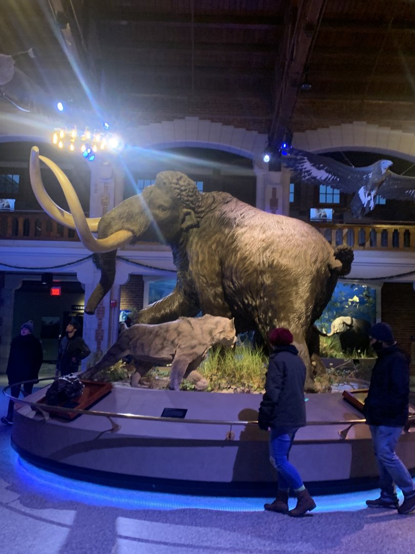 Dec. 2021- Woolly mammoth and Smilodon statues