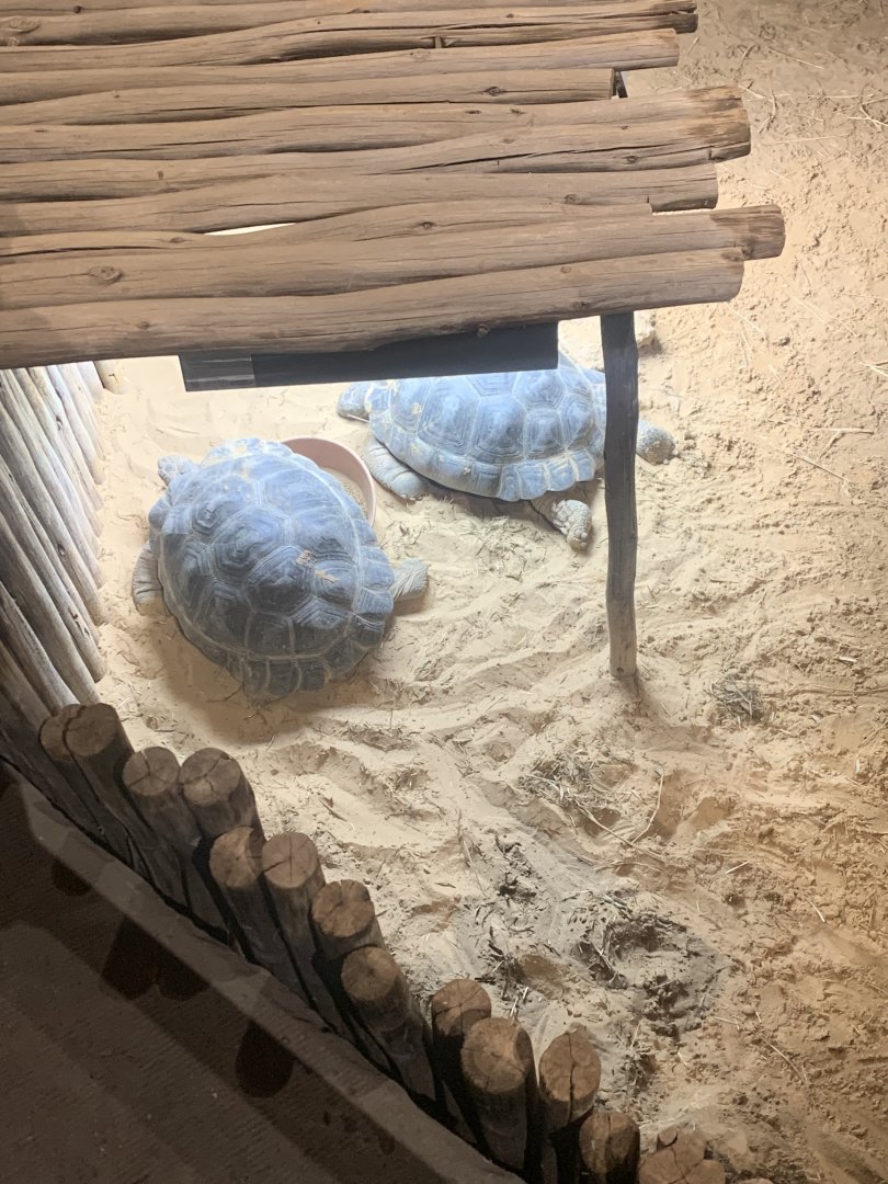 Dec. 2021- Young Galapagos giant tortoises