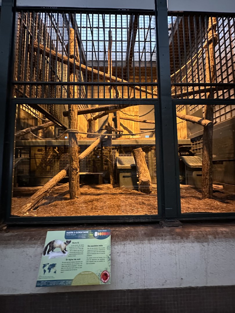 Dec. 2024 - Fauverie - Indoor Enclosure for Yellow-Throated Martens