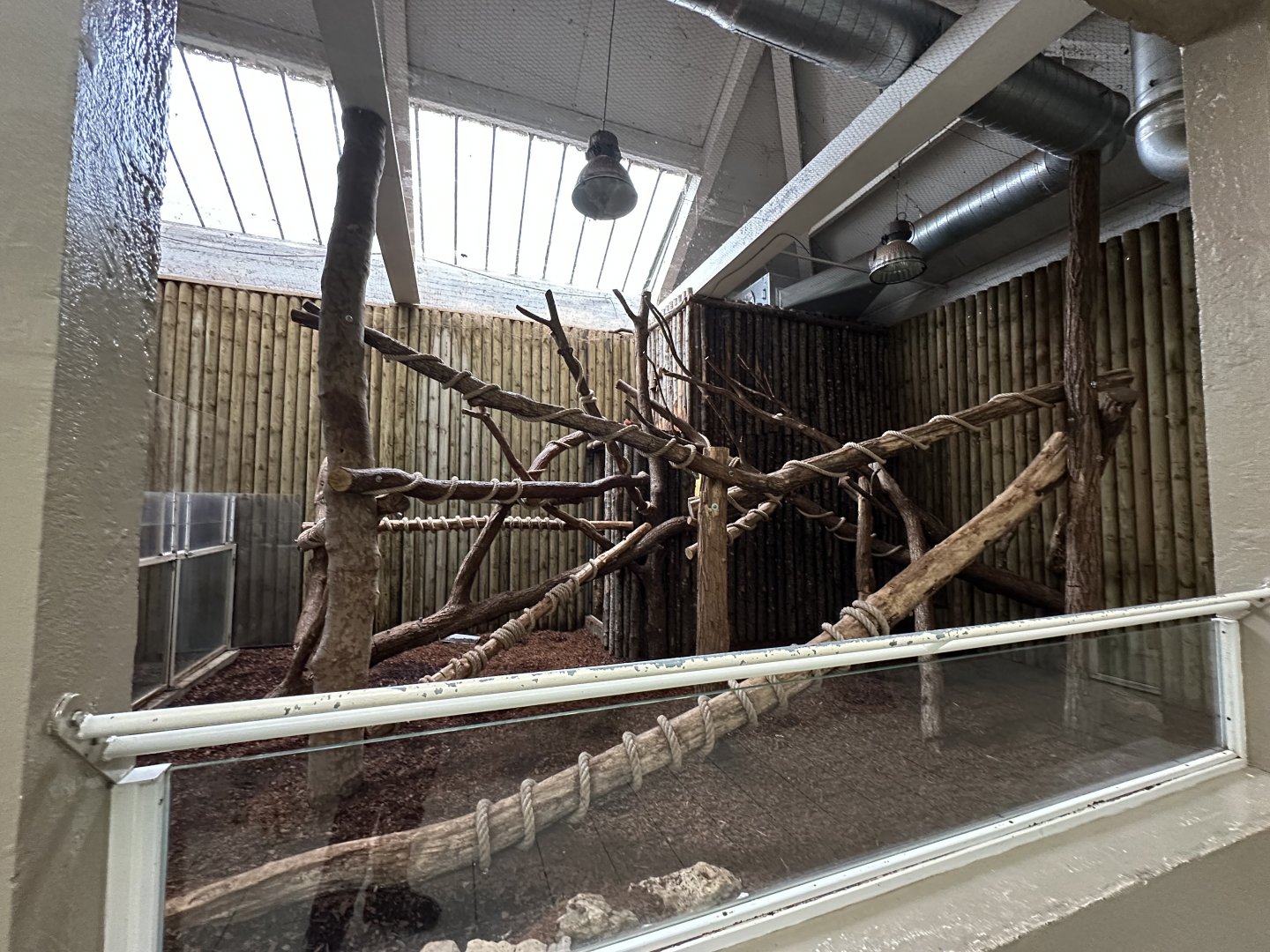 Dec. 2024 - Goodfellow’s Tree Kangaroo Enclosure