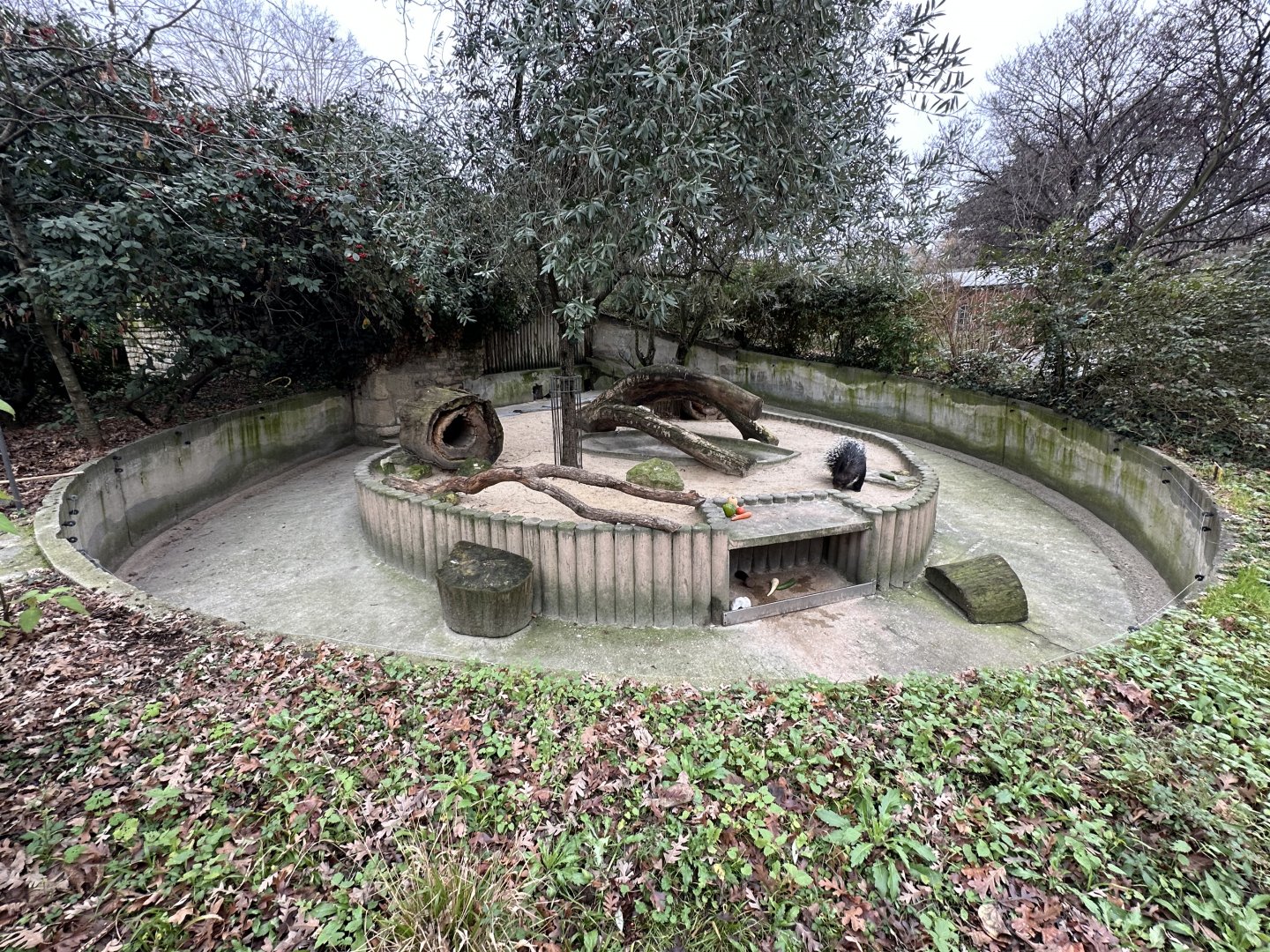 Dec. 2024 - Indian Crested Porcupine Enclosure