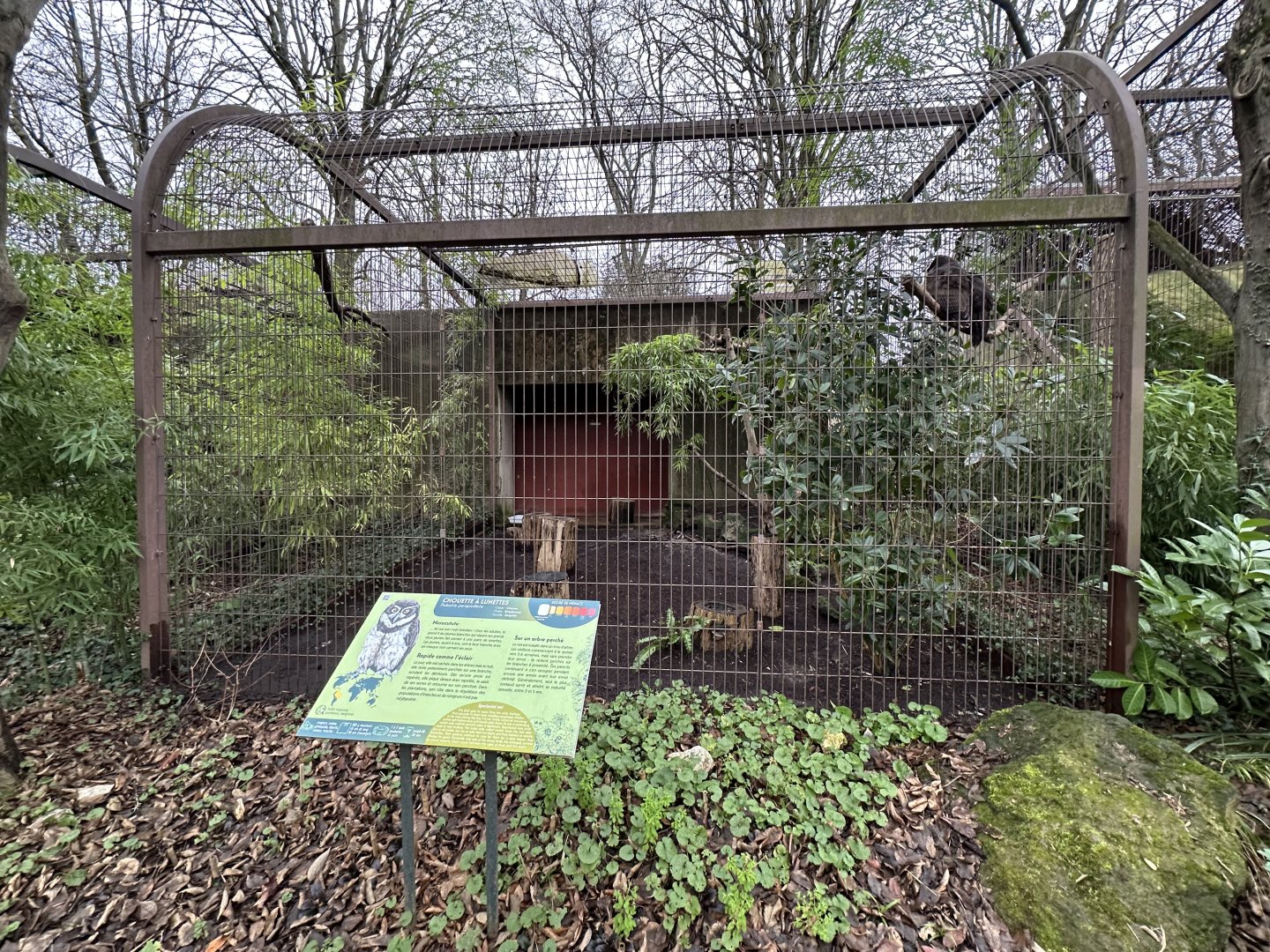 Dec. 2024 - Spectacled Owl Aviary