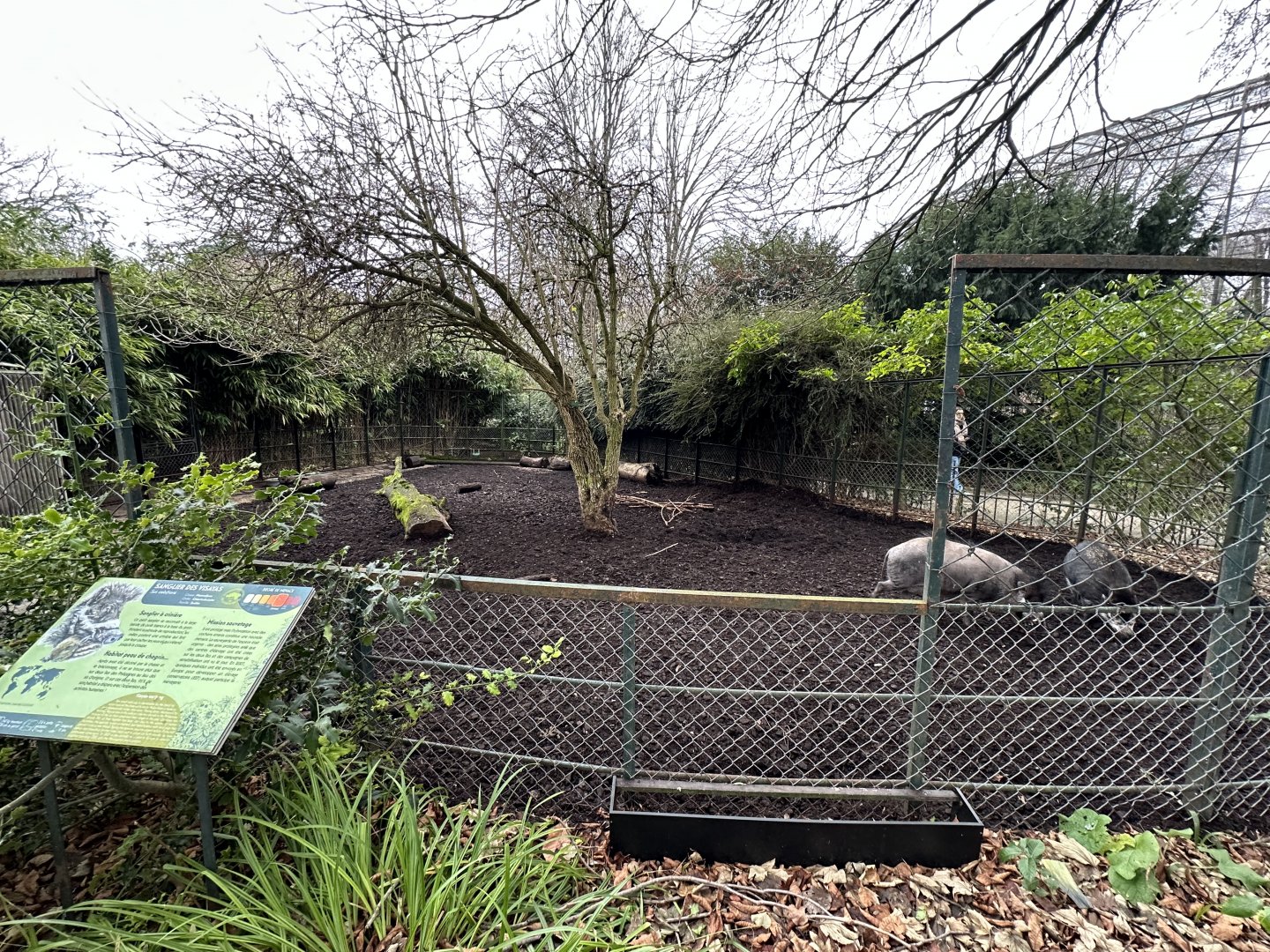 Dec. 2024 - Visayan Warty Pig Enclosure