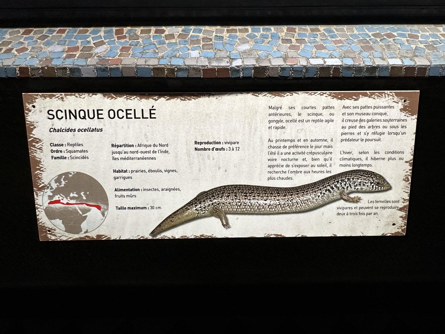 Dec. 2024 - Vivarium - Typical Signage (Ocellated Skink)