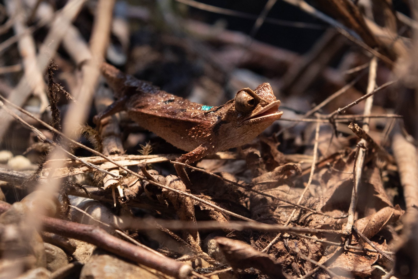 Decary's Leaf Chameleon (Brookesia decaryi)