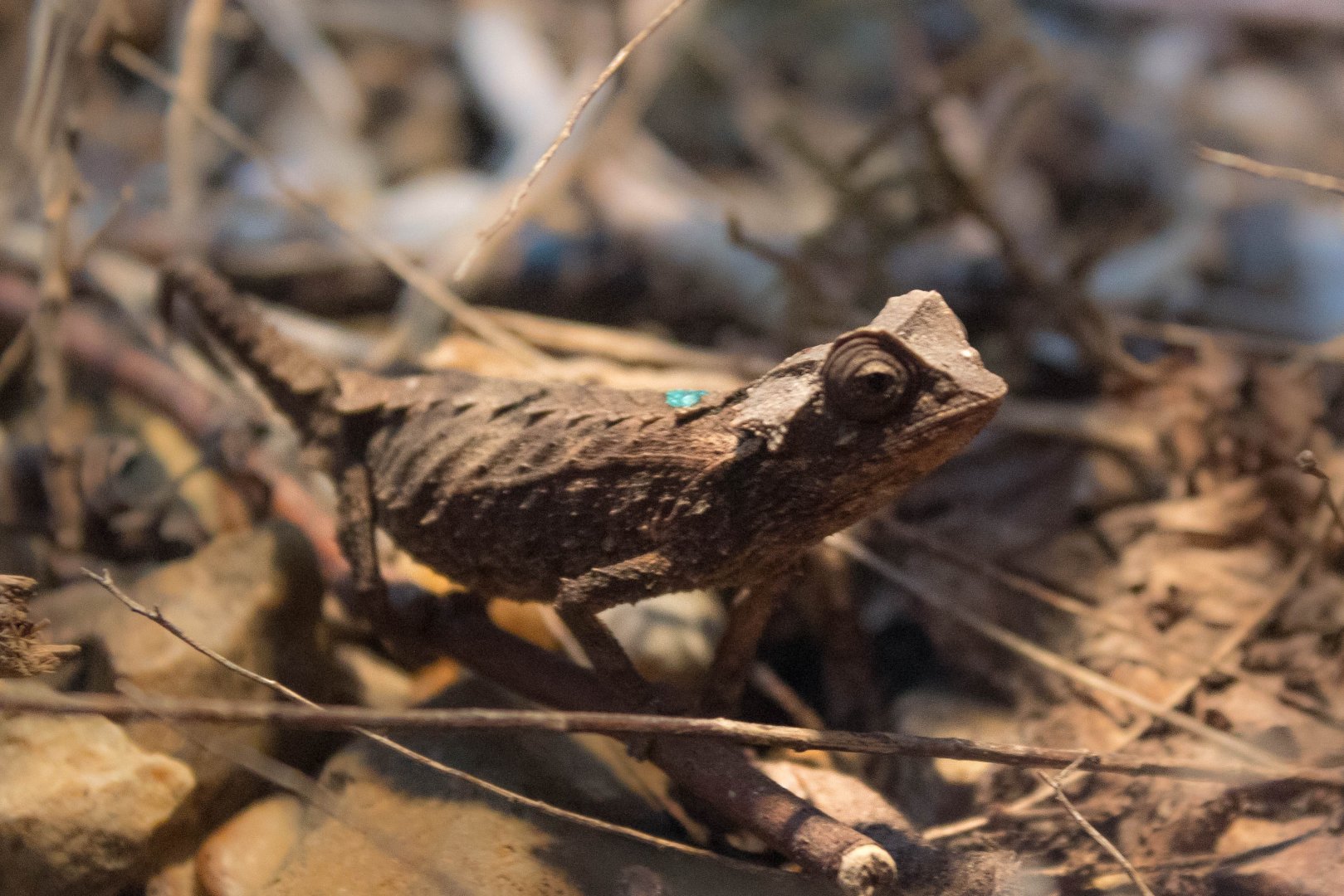 Decary's leaf chameleon