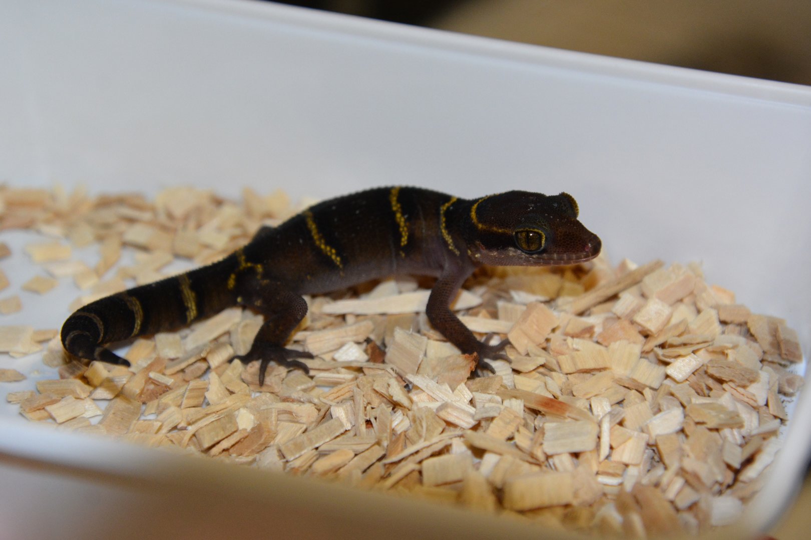 Deccan ground gecko (Cyrtodactylus deccanensis)