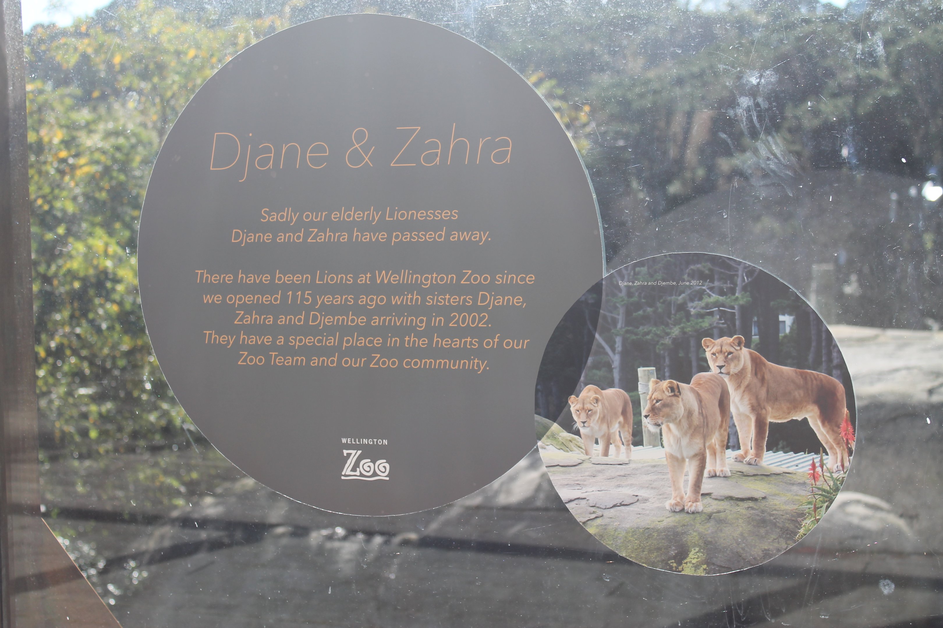 Deceased Lioness Sign