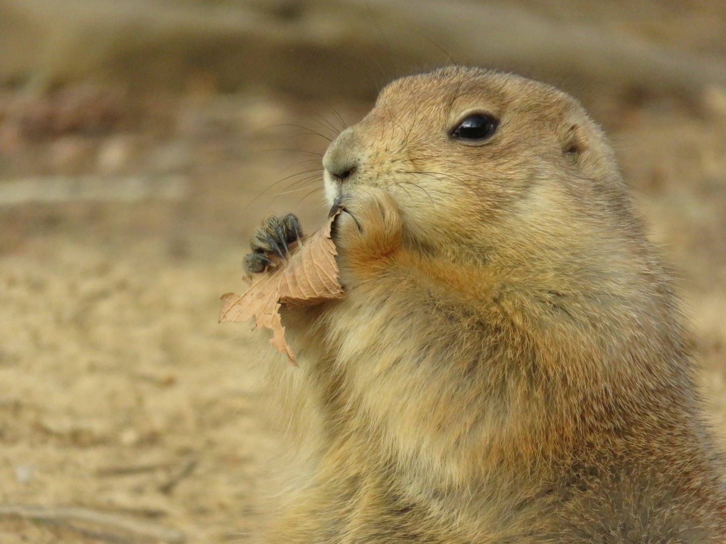 [December 2017] black-tailed prairie dog (Cynomys ludovicianus) eating leaf