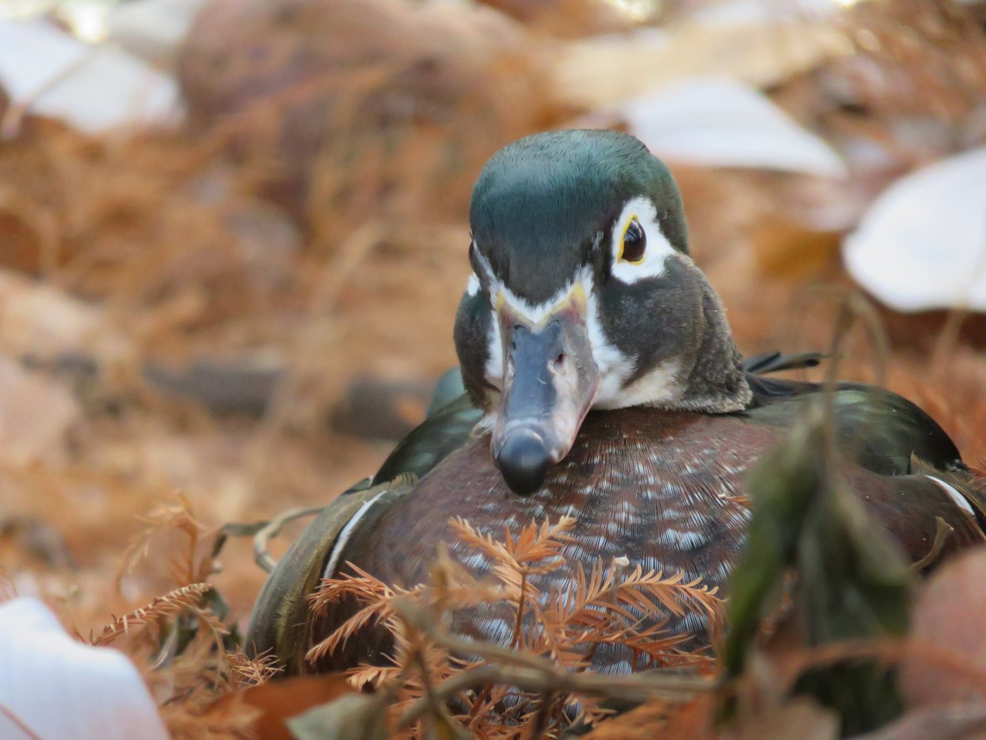 [December 2017] Cypress Swamp- wood duck (Aix sponsa)