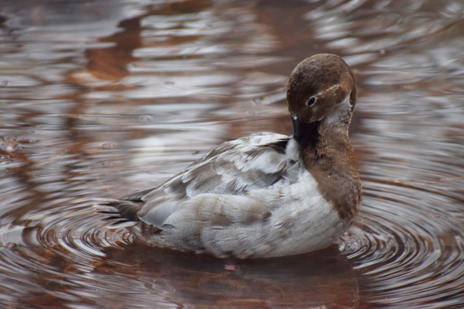 [December 2018] Cypress Swamp- canvasback (Aythya valisineria) grooming