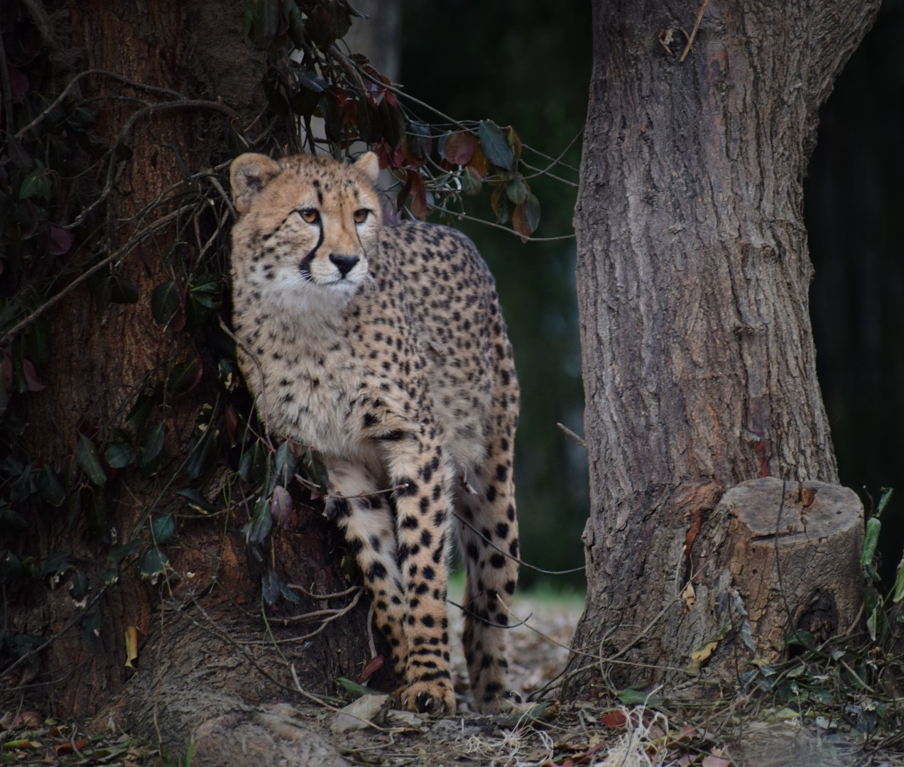 [December 2018] River's Edge- cheetah (Acinonyx jubatus) adolescent