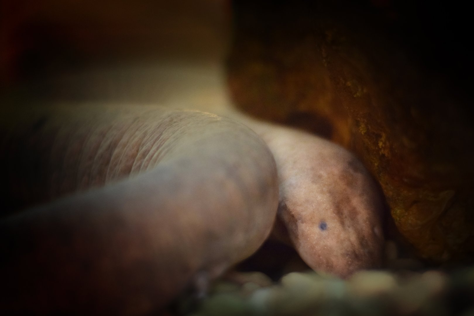 [December 2018] three-toed amphiuma (Amphiuma tridactylum)
