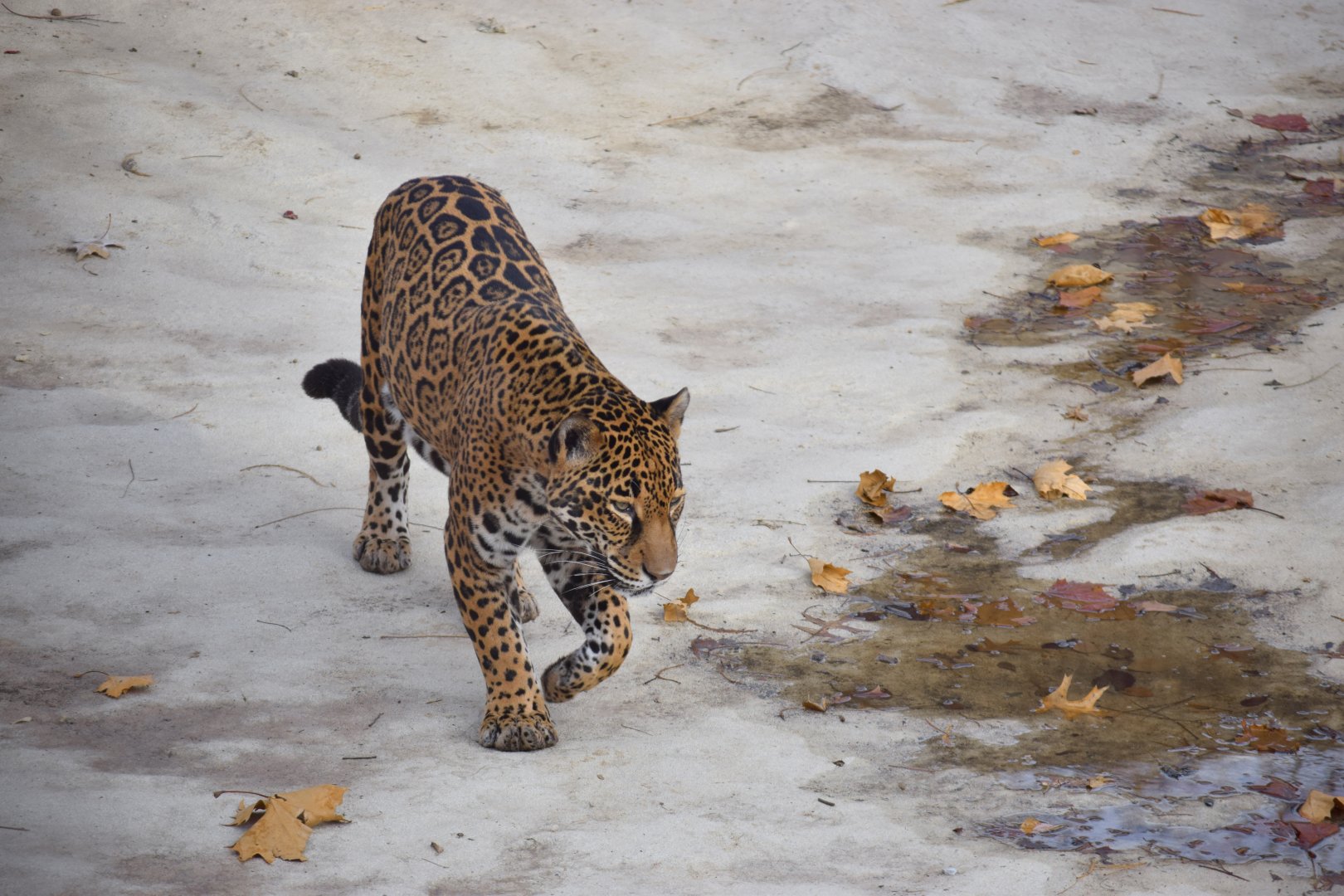[December 2019] Big Cat Country- jaguar (Panthera onca)