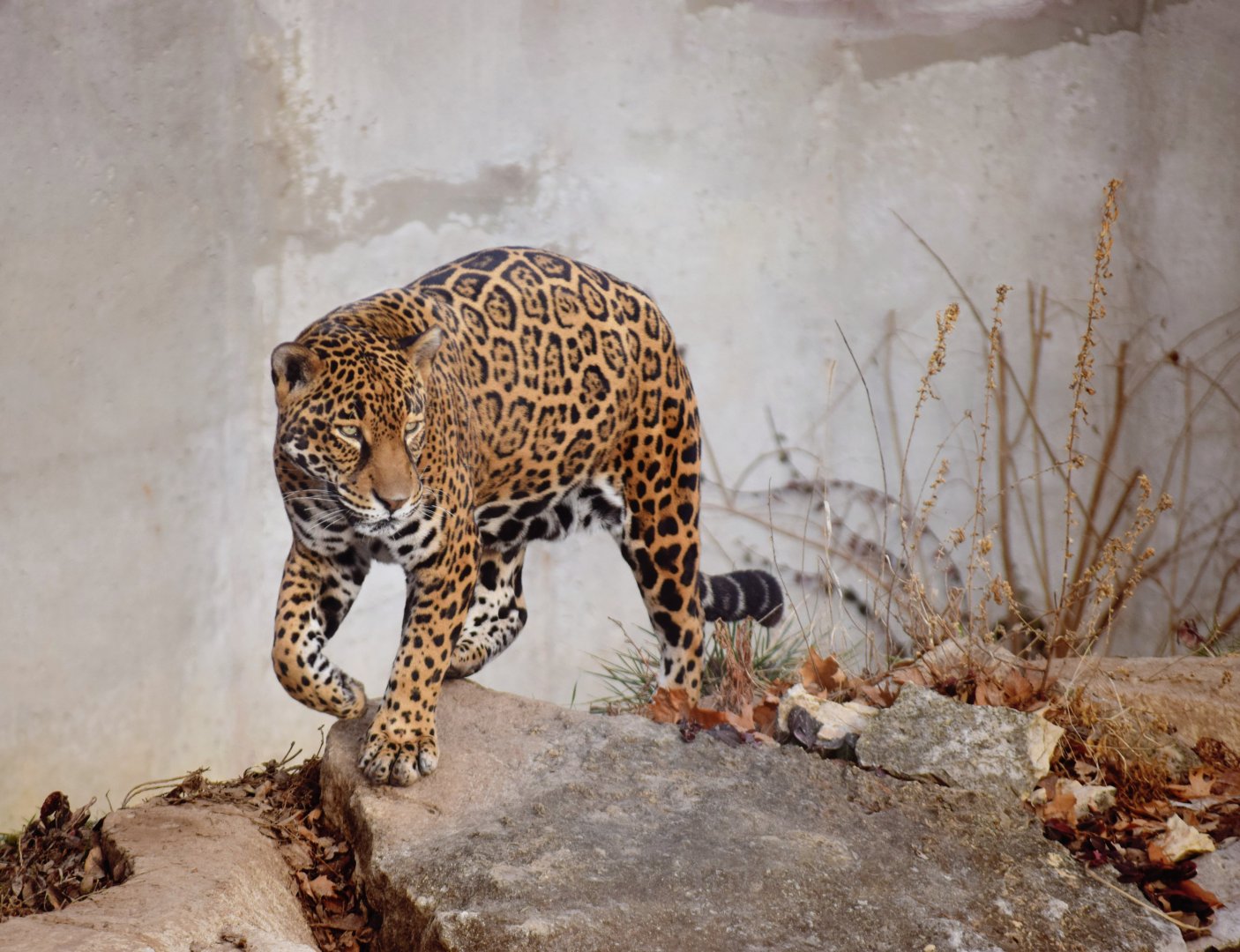 [December 2019] Big Cat Country- jaguar walking