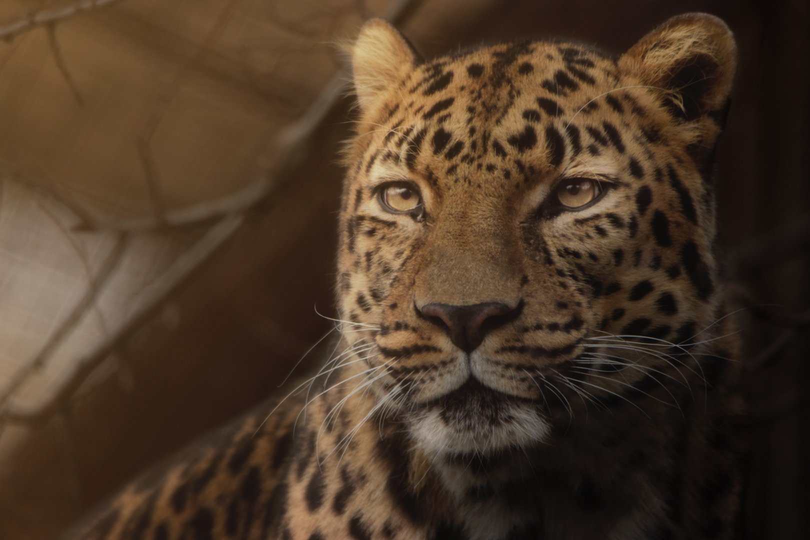 [December 2020] Big Cat Country- Amur leopard (Panthera pardus orientalis) portrait