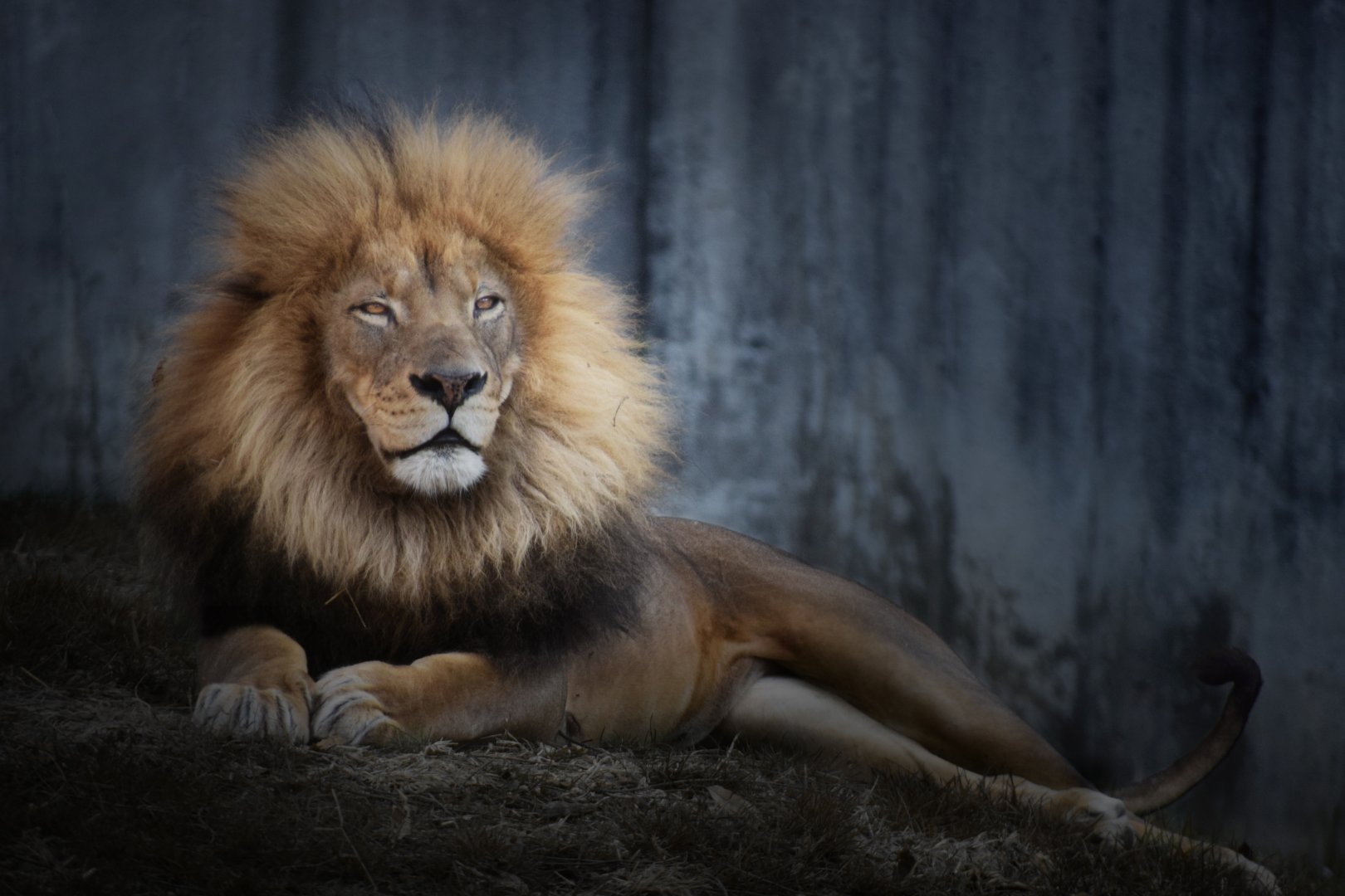 [December 2020] Big Cat Country- lion (Panthera leo) lying