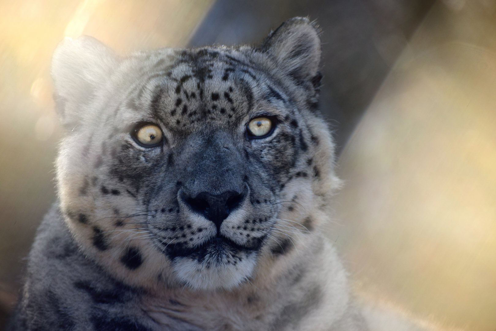 [December 2020] Big Cat Country- snow leopard (Panthera uncia) portrait