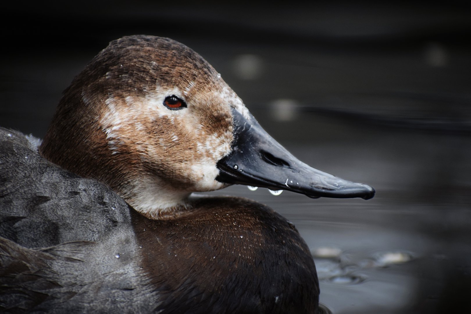 [December 2020] Cypress Swamp- canvasback (Aythya valisineria)