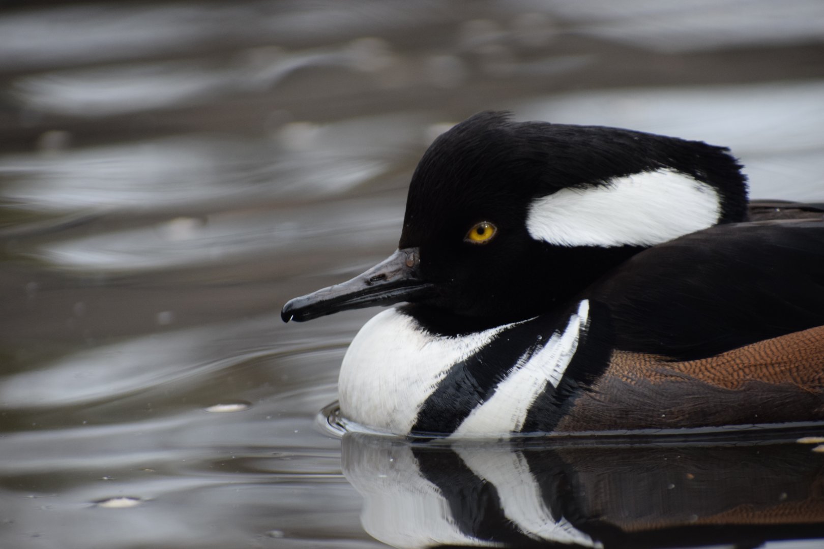 [December 2020] Cypress Swamp- hooded merganser (Lophodytes cucullatus)