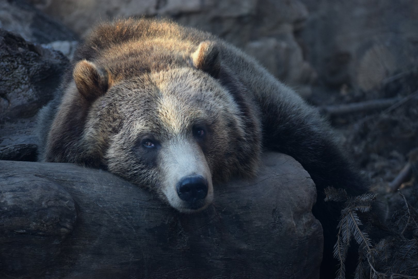 [December 2020] Grizzly Ridge- grizzly bear (Ursus arctos horribilis)