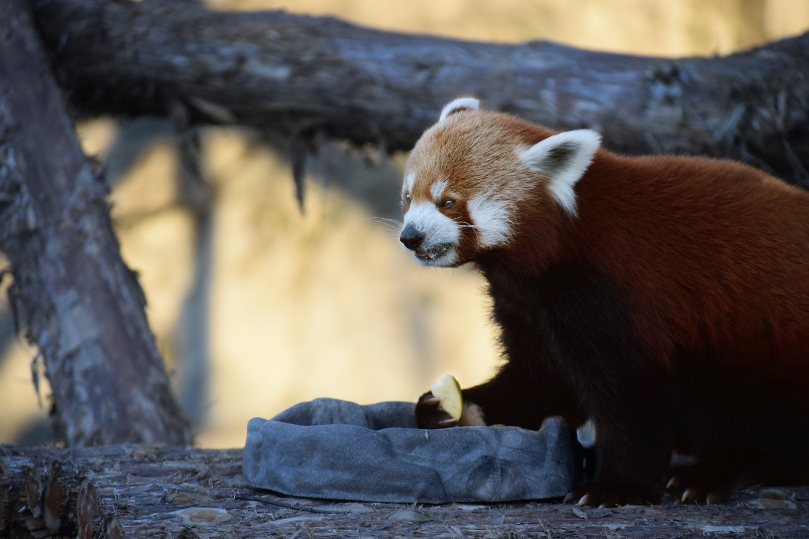 [December 2020] red panda (Ailurus fulgens) eating apple slice