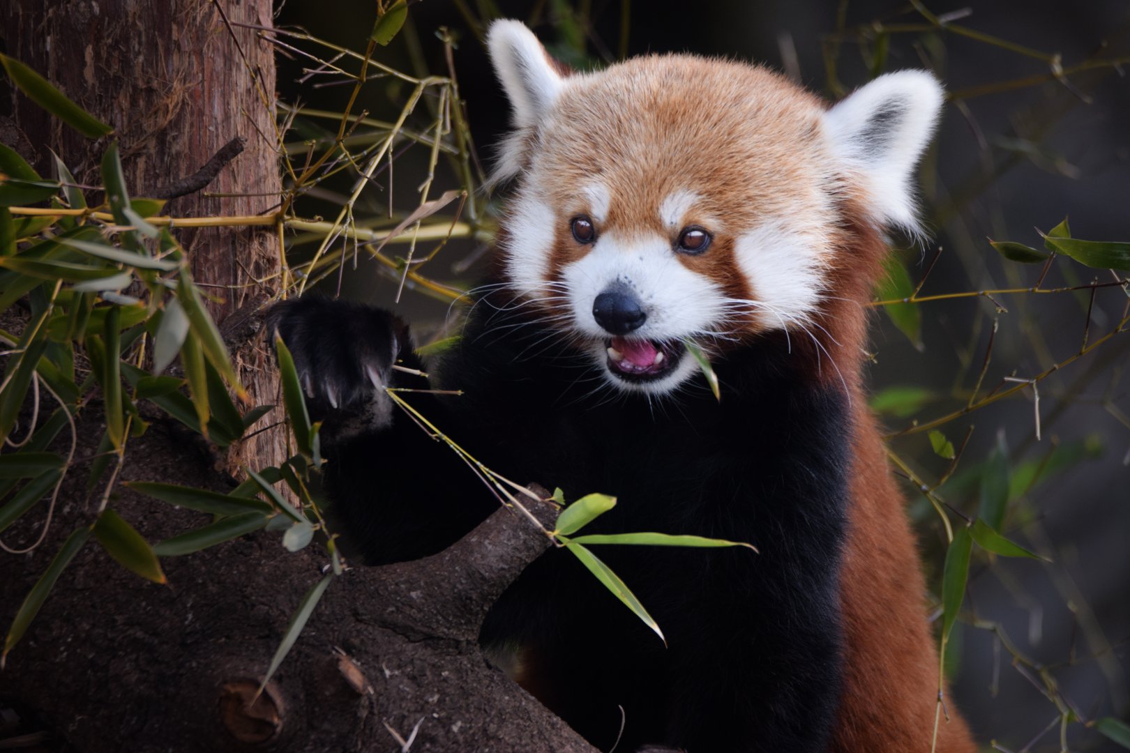 [December 2020] red panda (Ailurus fulgens) eating bamboo