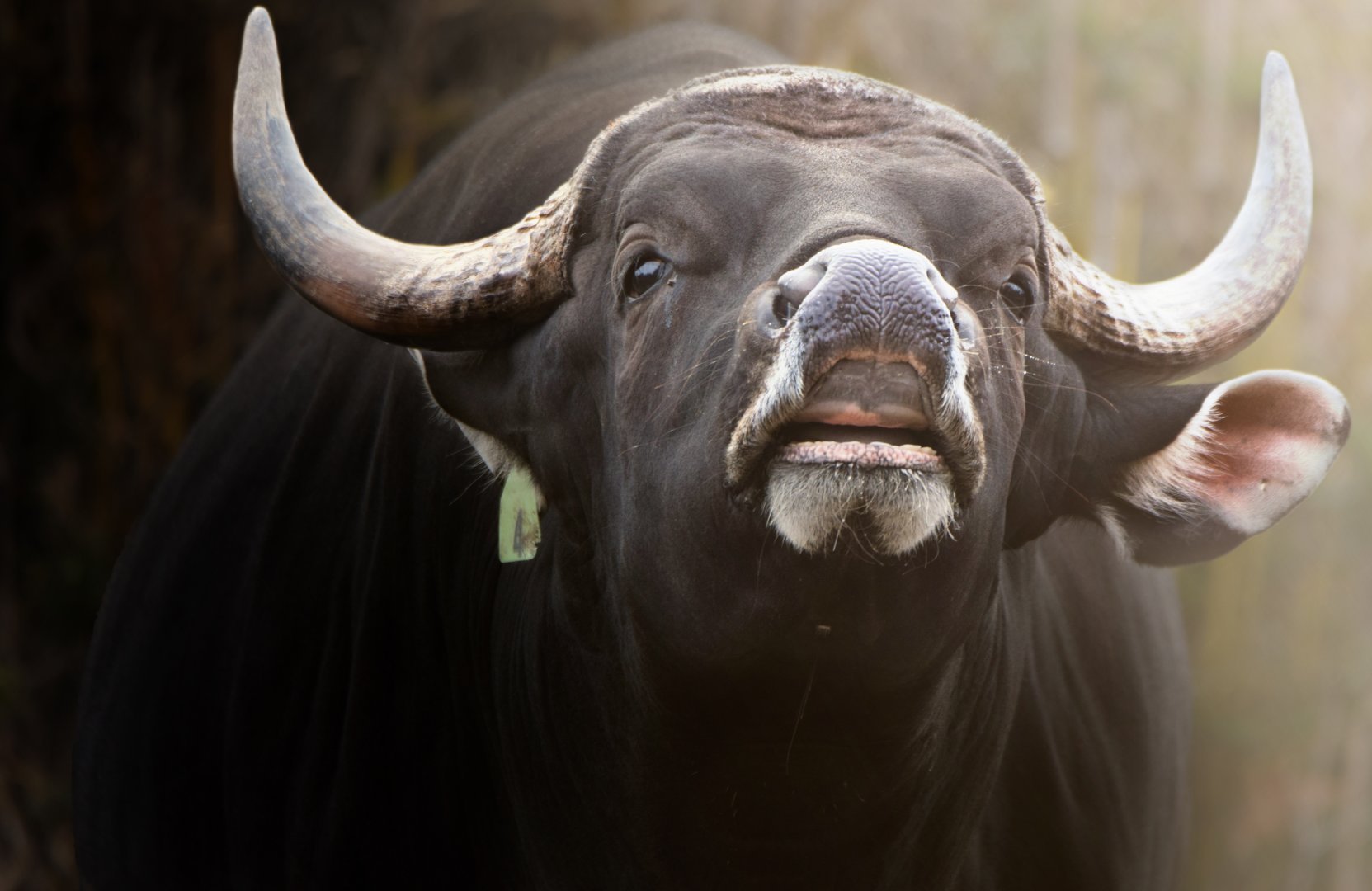 [December 2020] Red Rocks- banteng