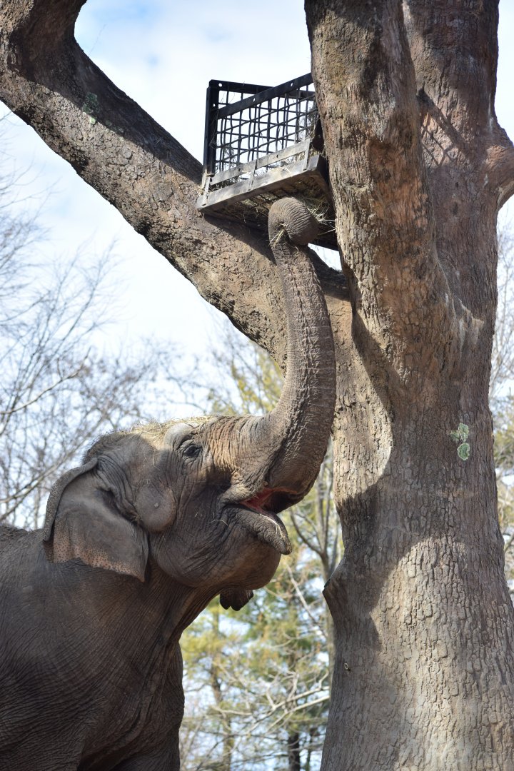 [December 2020] River's Edge- Asian elephant (Elephas maximus) eating