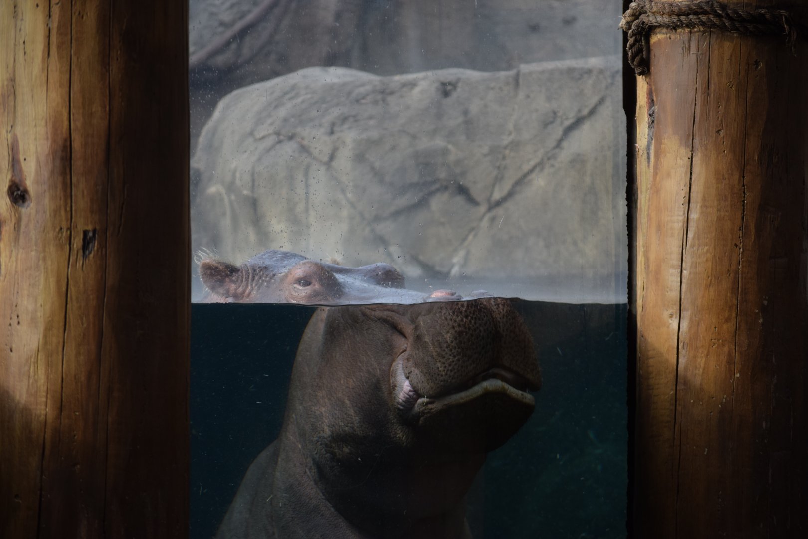 [December 2020] River's Edge- Hippopotamus (Hippopotamus amphibius) underwater