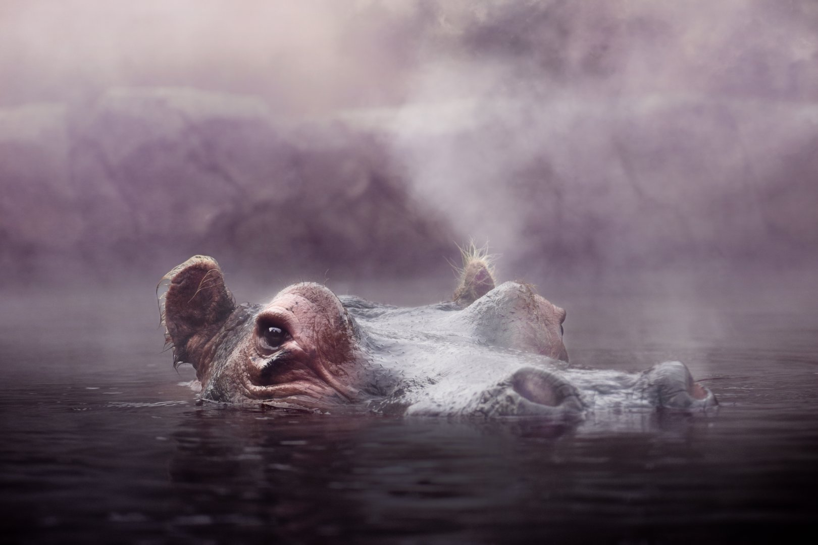 [December 2020] River's Edge- hippopotamus