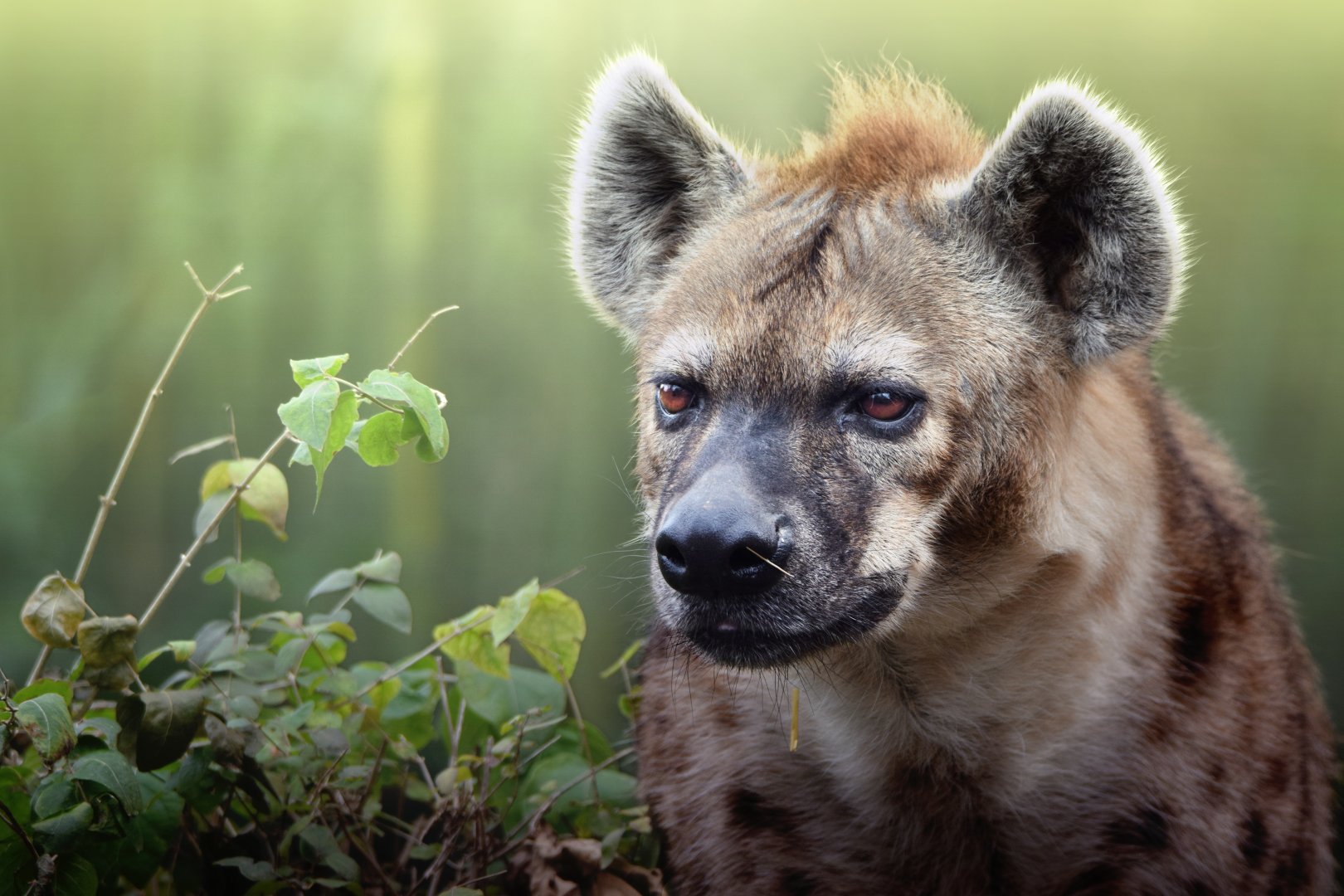 [December 2020] River's Edge- spotted hyena (Crocuta crocuta)