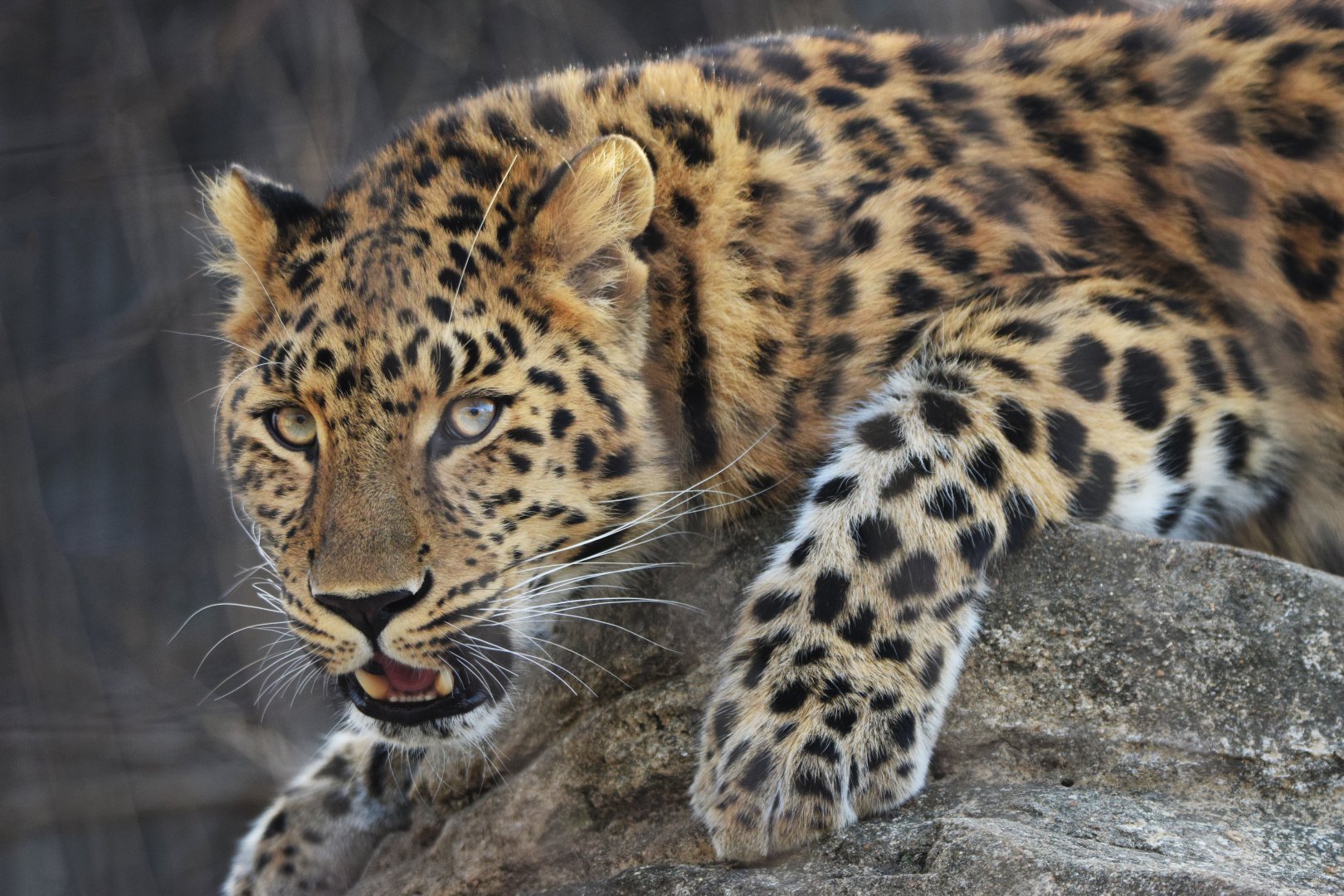 [December 2021] Amur leopard (Panthera pardus orientalis) snarling