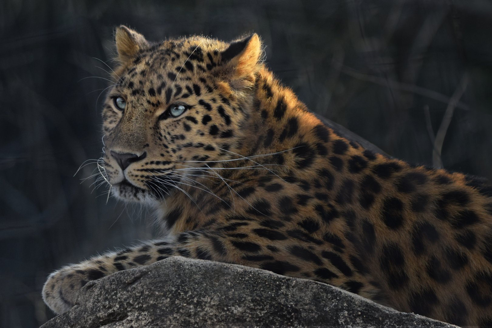 [December 2021] Big Cat Country- Amur leopard (Panthera pardus orientalis) lying