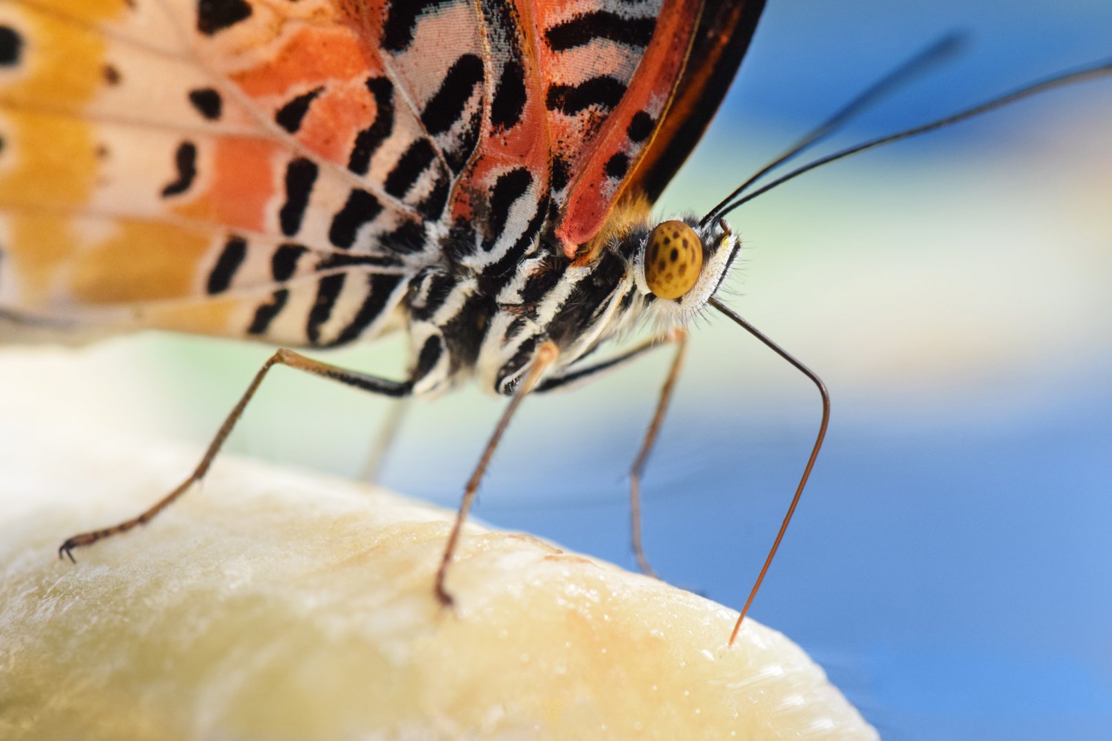 [December 2021] Butterfly Wing- Malay lacewing (Cethosia hypsea) eating banana