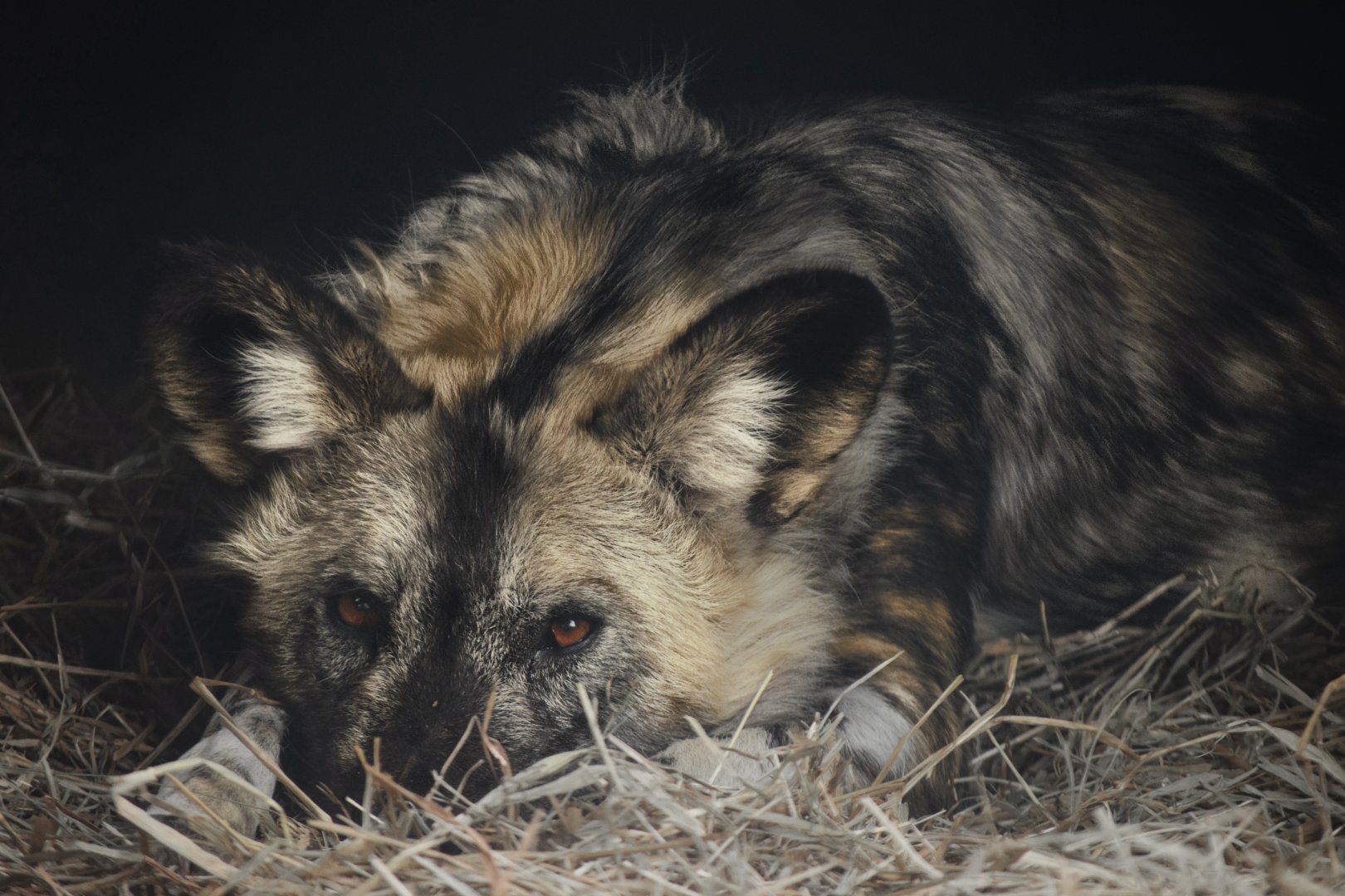 [December 2021] River's Edge- painted dog (Lycaon pictus) resting