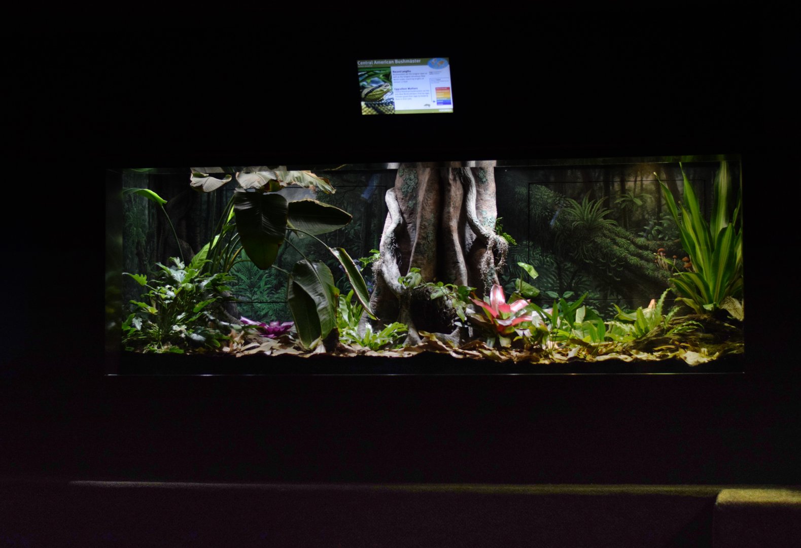 [December 2023] Herpetarium- Central American bushmaster (Lachesis stenophrys) exhibit