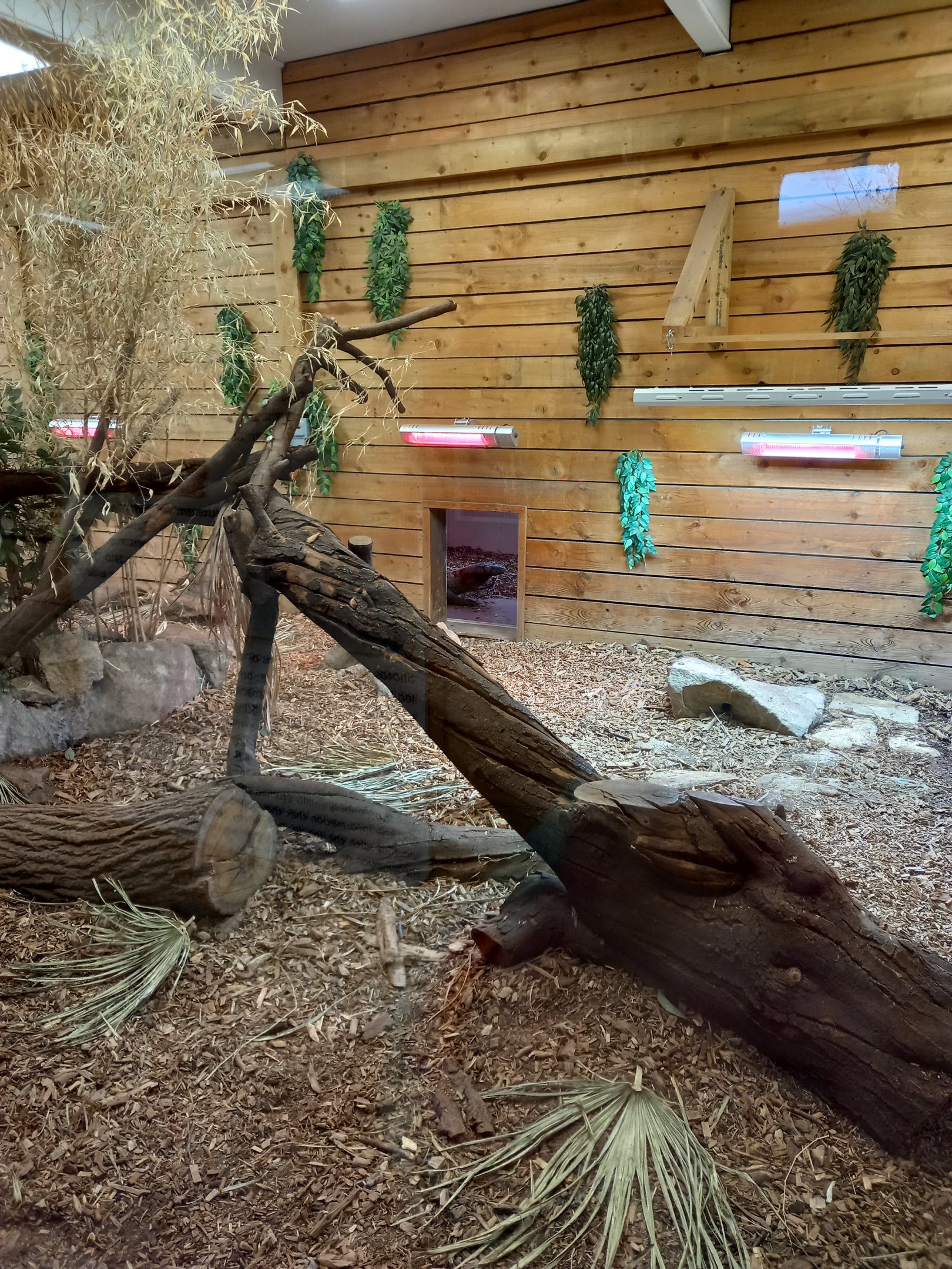 December 2023 - Komodo Dragon 'Pete'