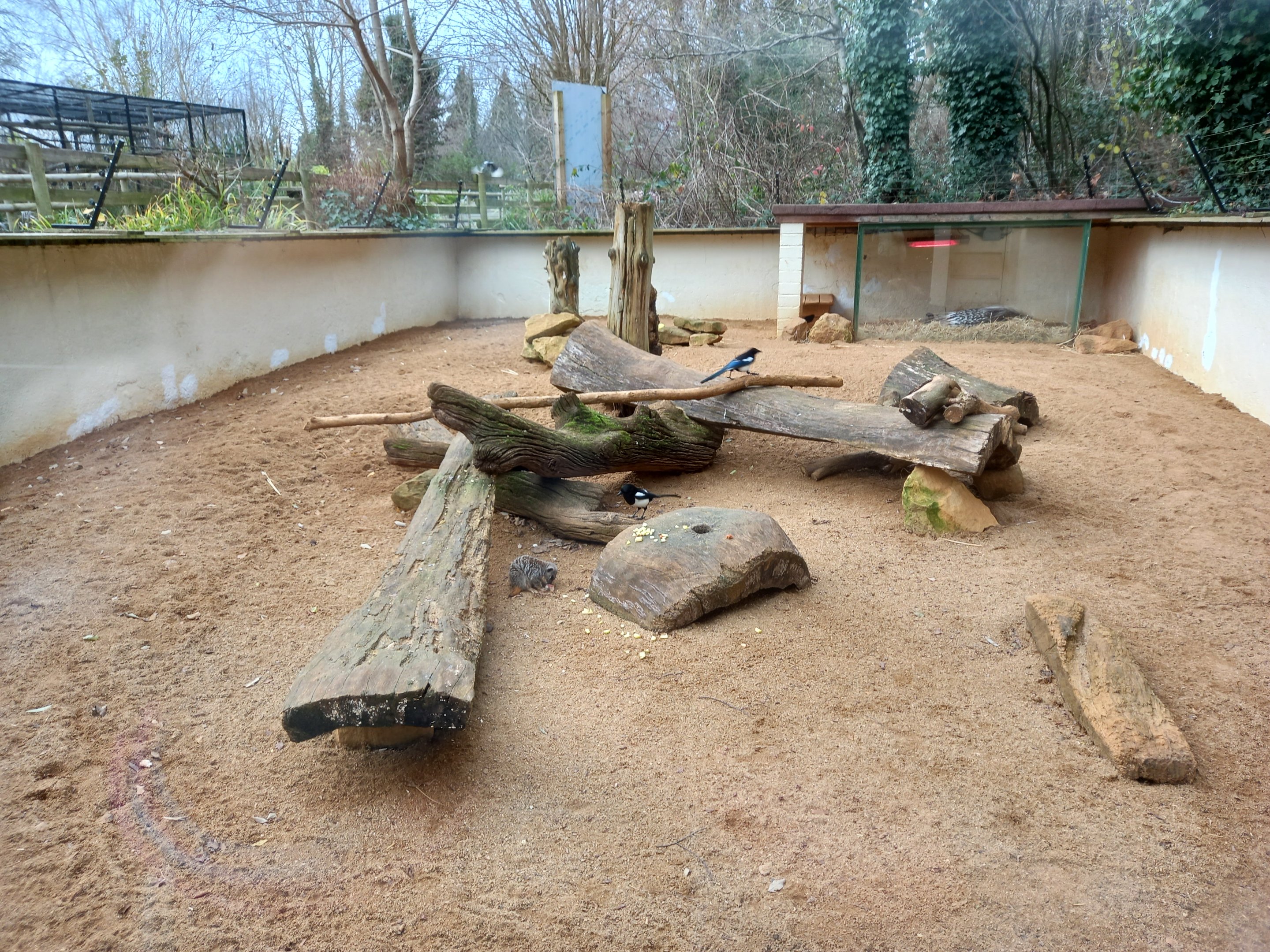 December 2023 - Meerkat enclosure